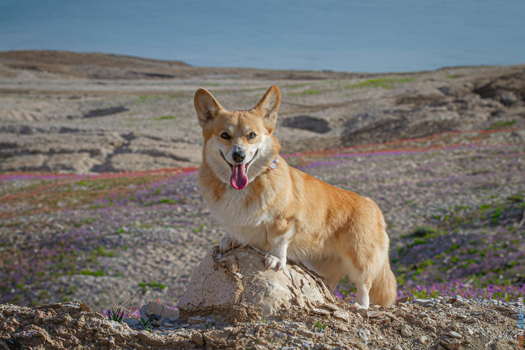 Цветение маков на берегу Мёртвого моря и прогулка веселых корги | LookAtIsrael.com - Фото путешествия по Израилю