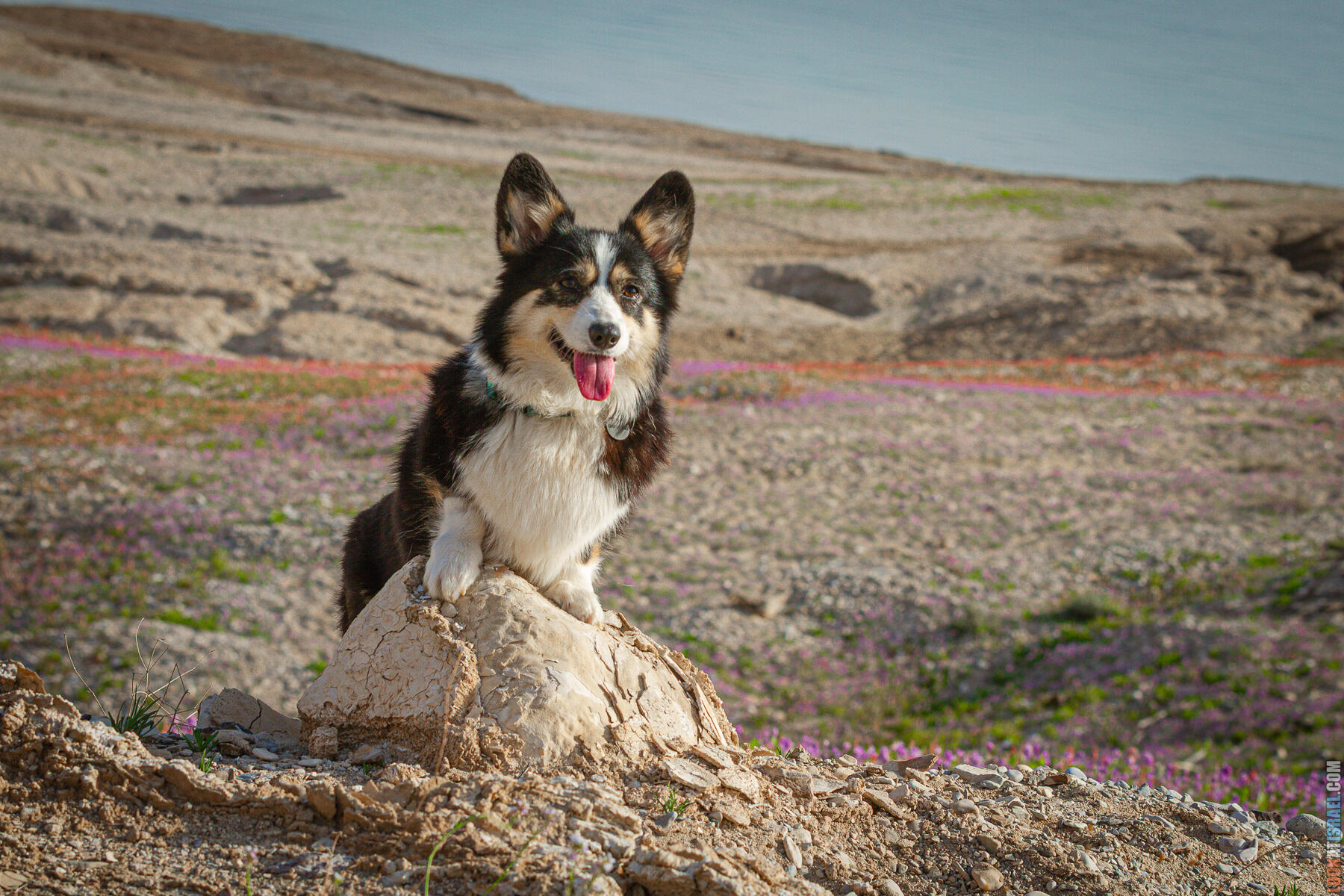 Цветение маков на берегу Мёртвого моря и прогулка веселых корги | LookAtIsrael.com - Фото путешествия по Израилю