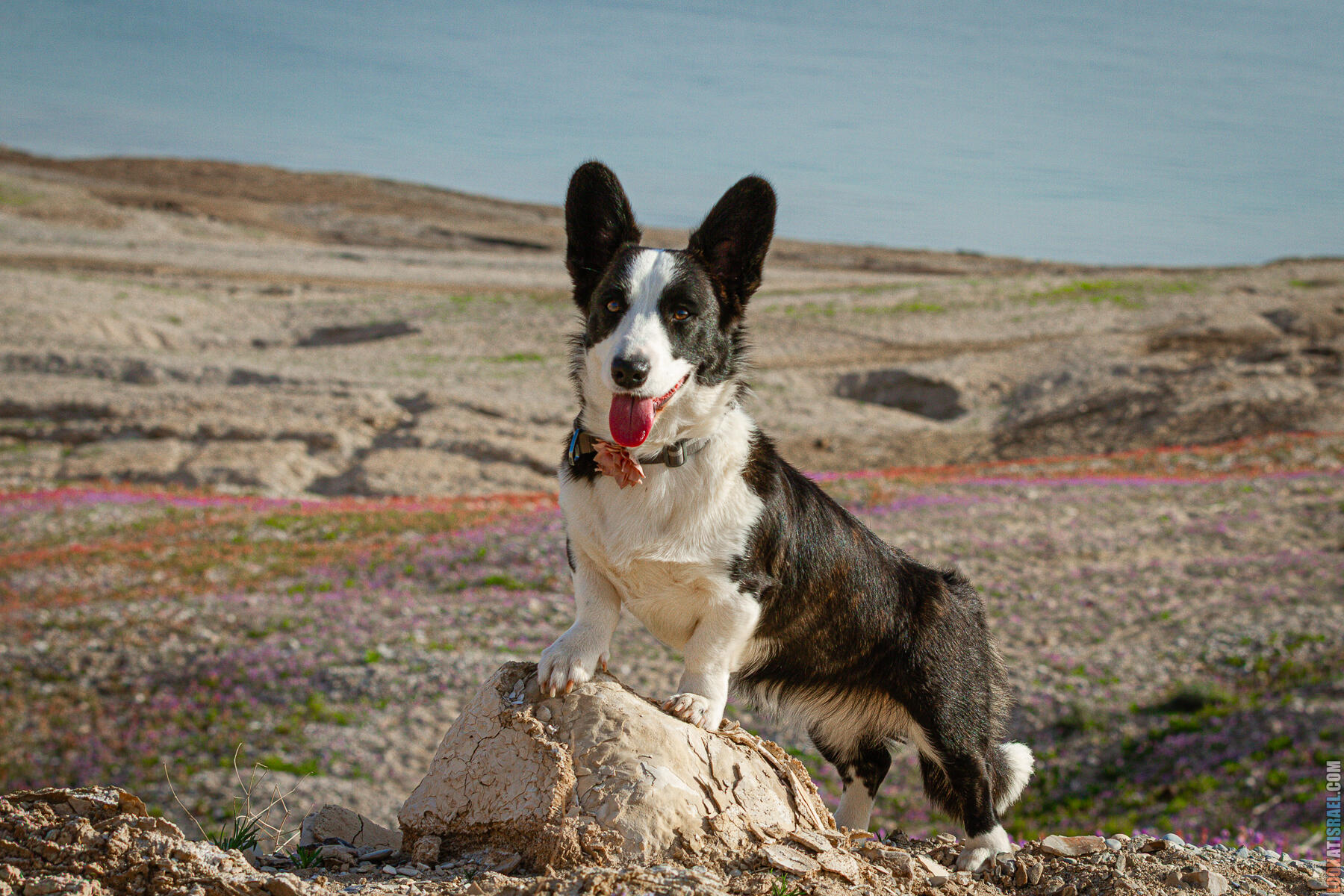 Цветение маков на берегу Мёртвого моря и прогулка веселых корги | LookAtIsrael.com - Фото путешествия по Израилю