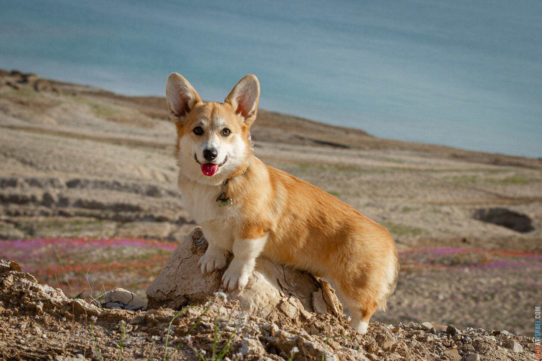 Цветение маков на берегу Мёртвого моря и прогулка веселых корги | LookAtIsrael.com - Фото путешествия по Израилю