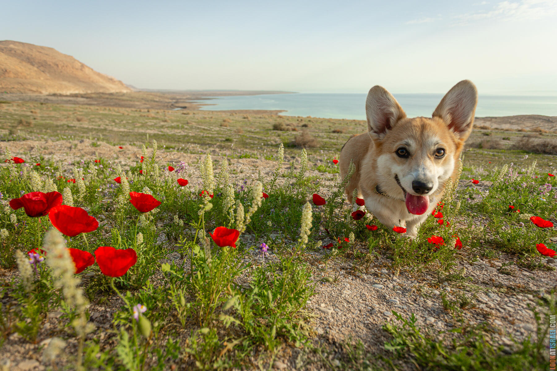 Цветение не мёртвого Мёртвого моря