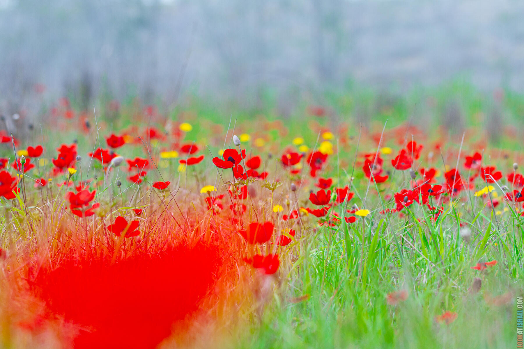 Как корги на Даром Адом (Красный юг) ездили