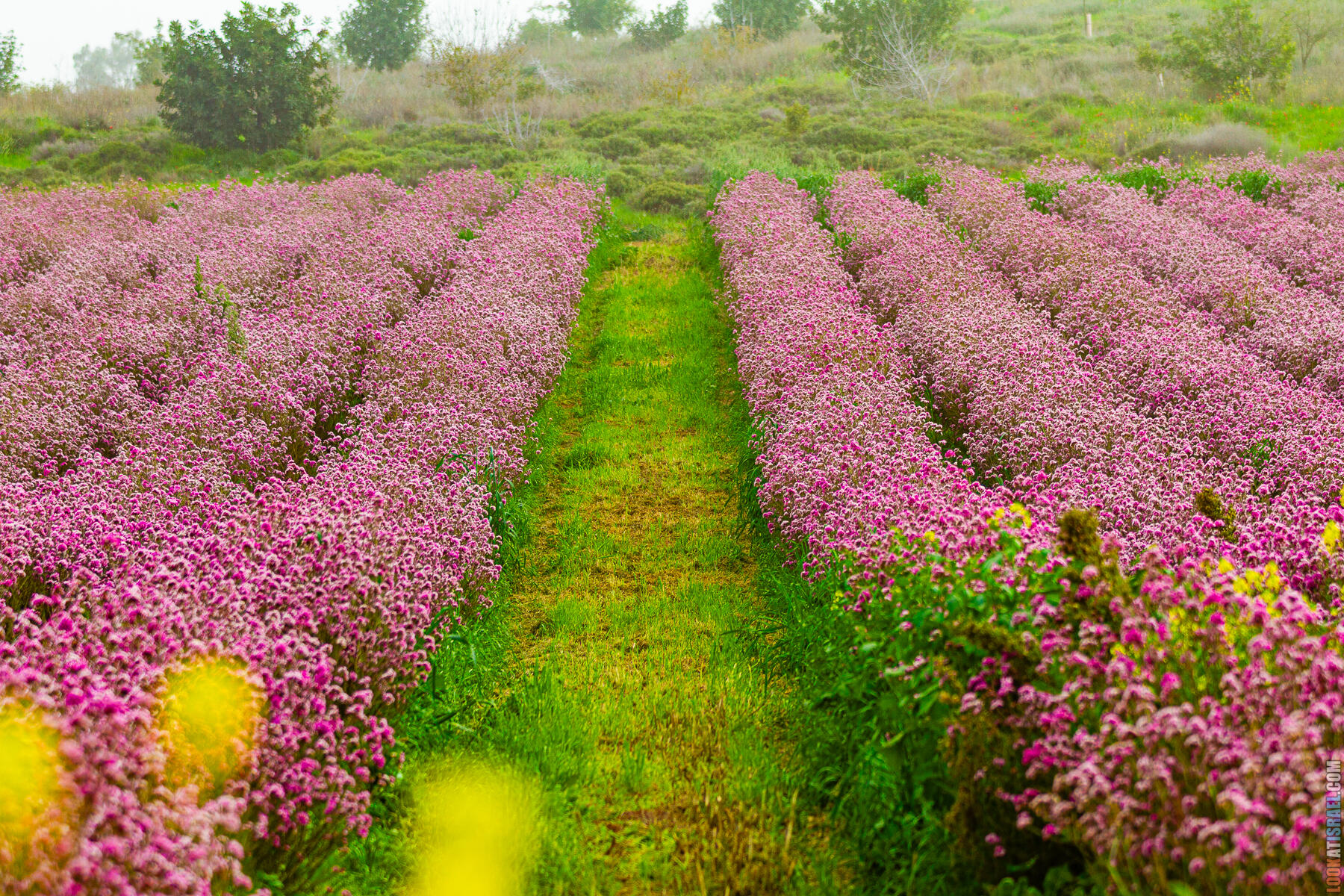 Хамелауциум крючковатый (Геральдон), цветение в Израиле