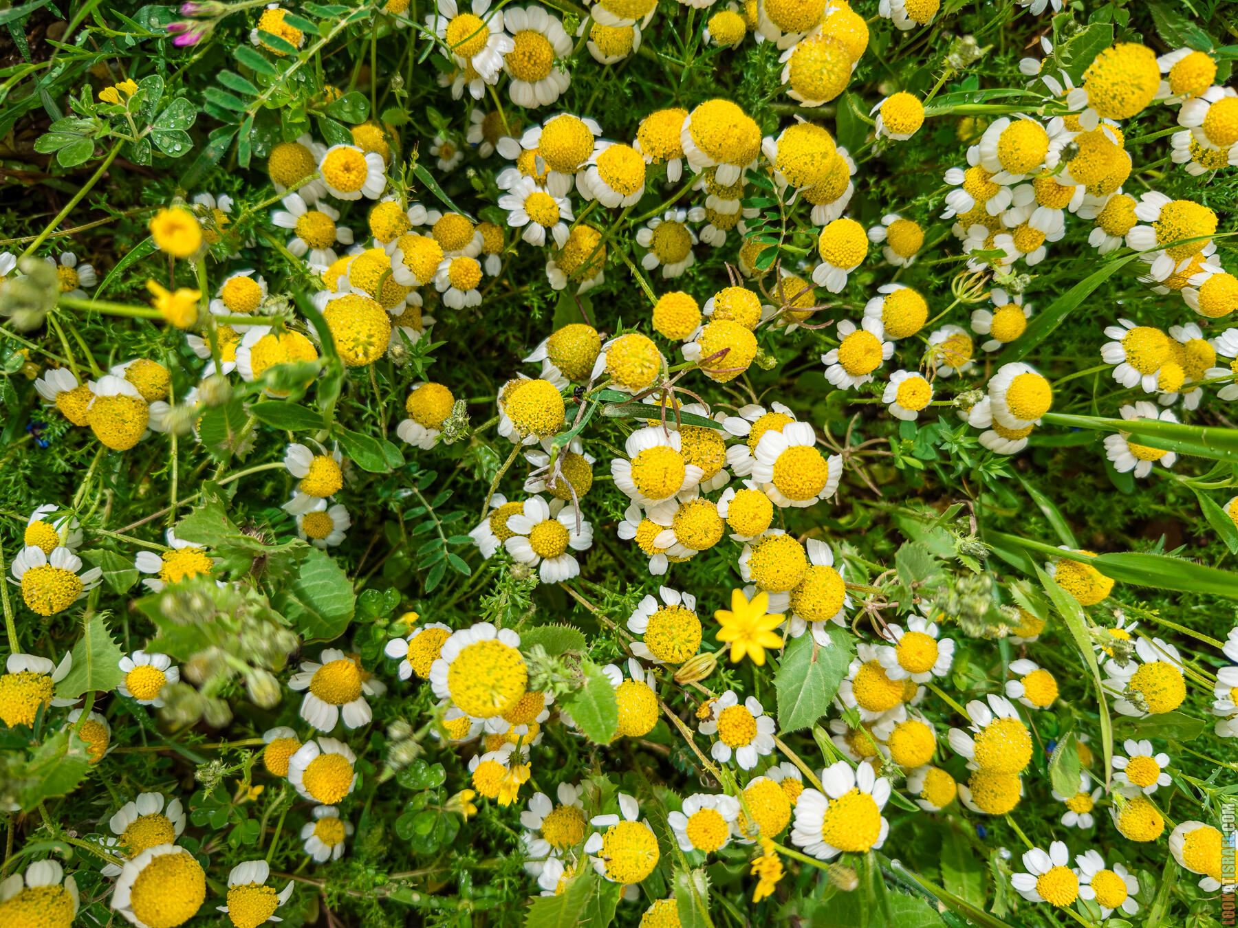 Хребет Гидеона, поселение Итамар, ферма Гиват Олам