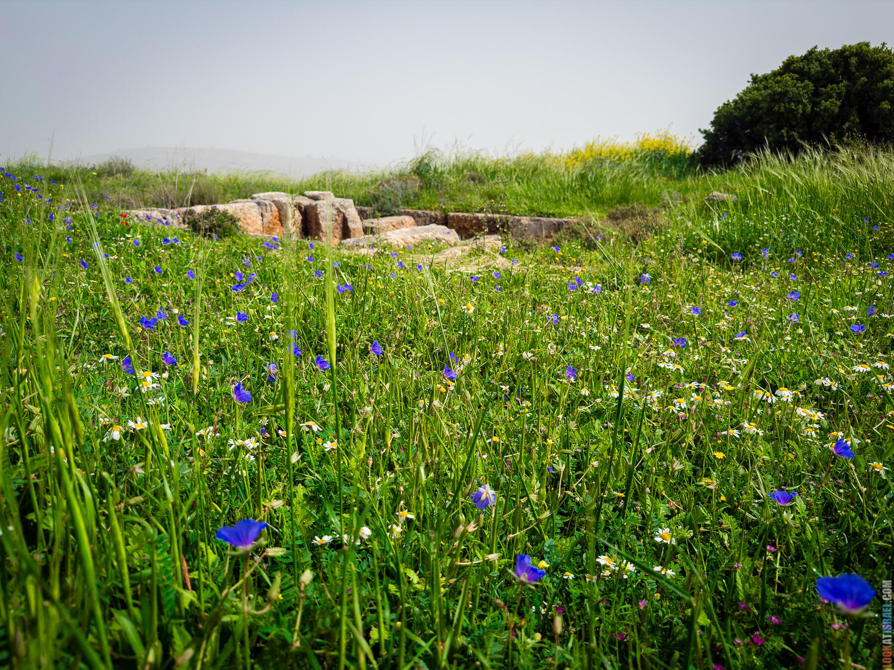 Хребет Гидеона, поселение Итамар, ферма Гиват Олам