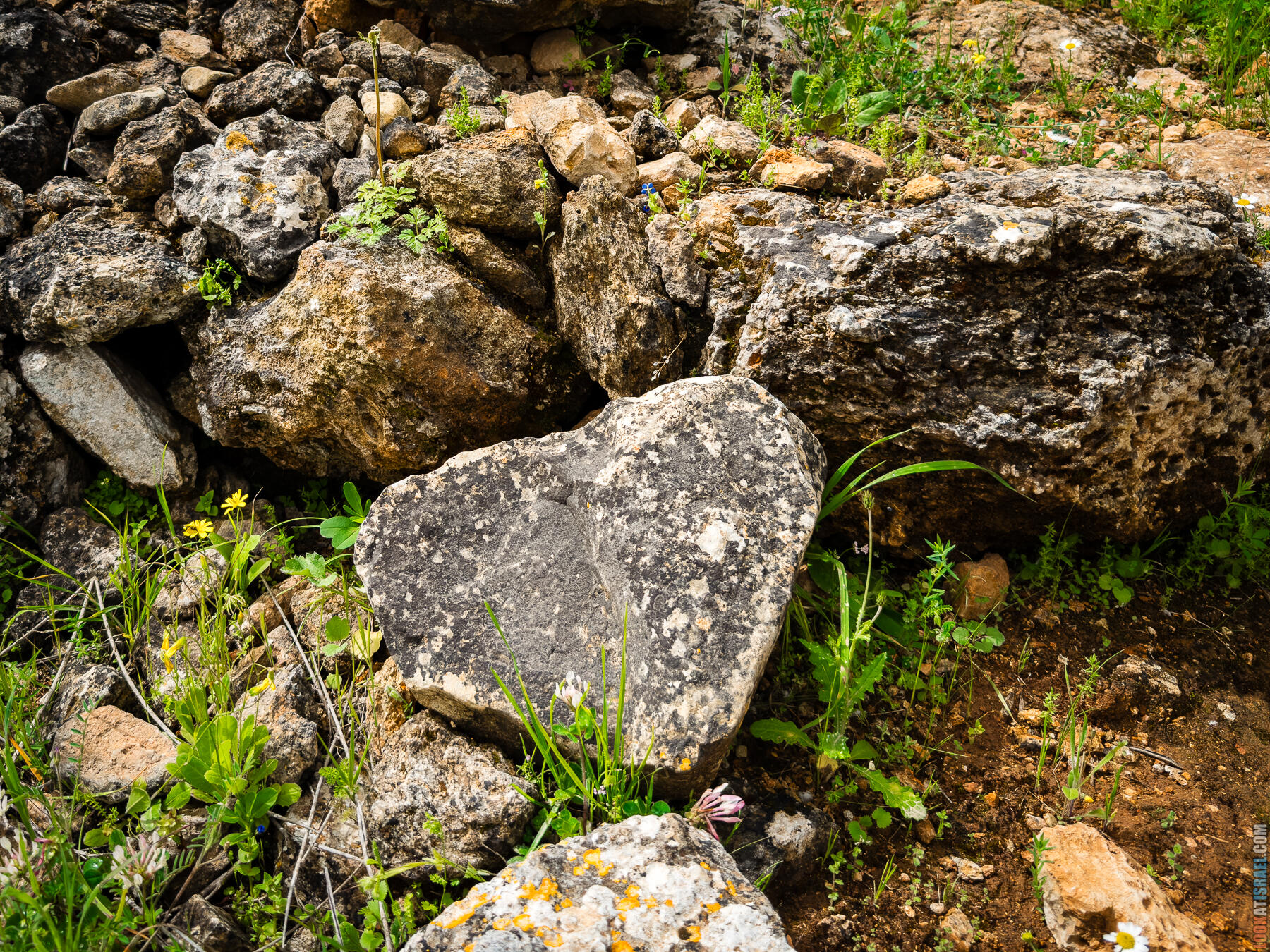 Хребет Гидеона, поселение Итамар, ферма Гиват Олам
