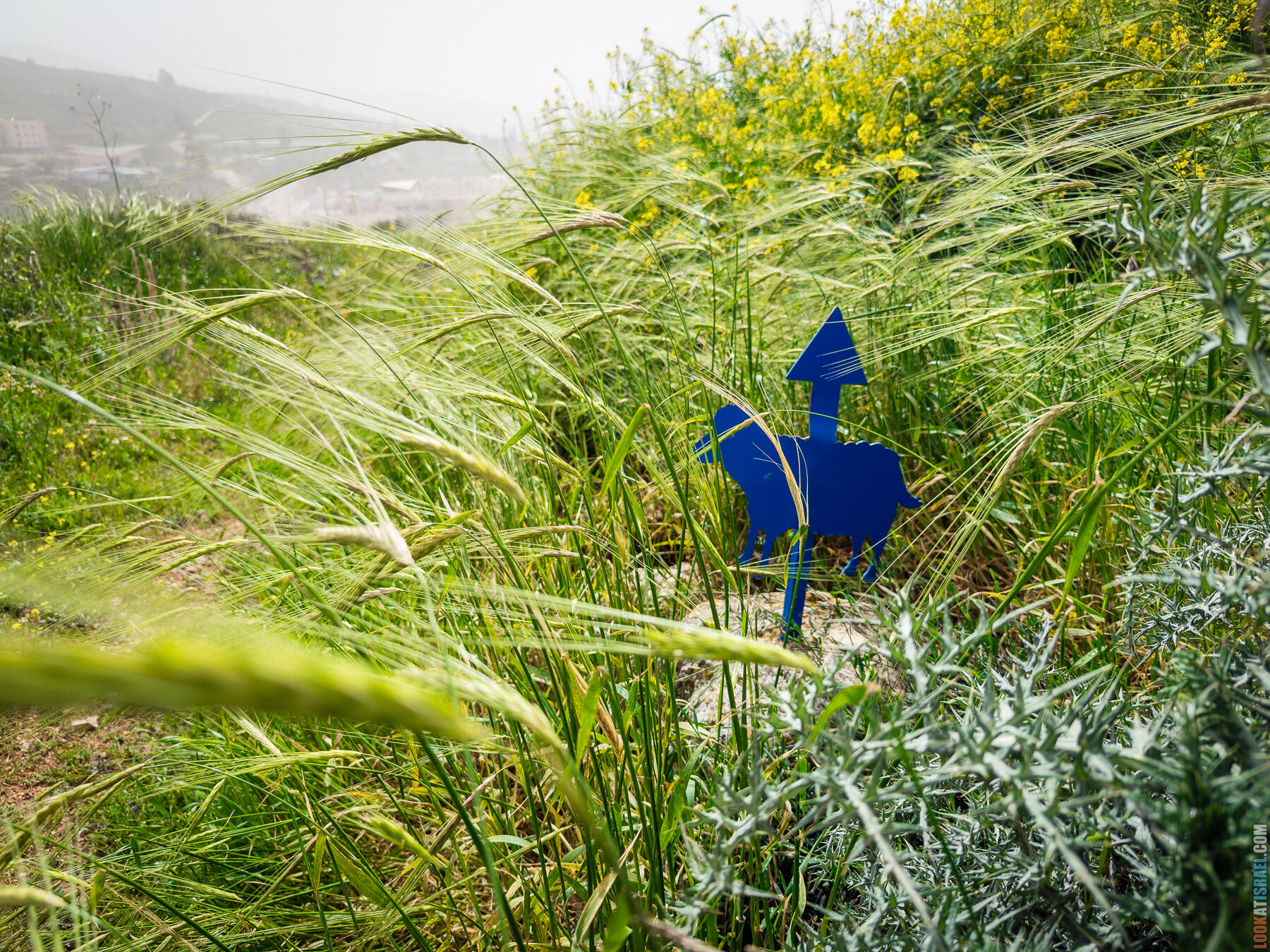 Хребет Гидеона, поселение Итамар, ферма Гиват Олам