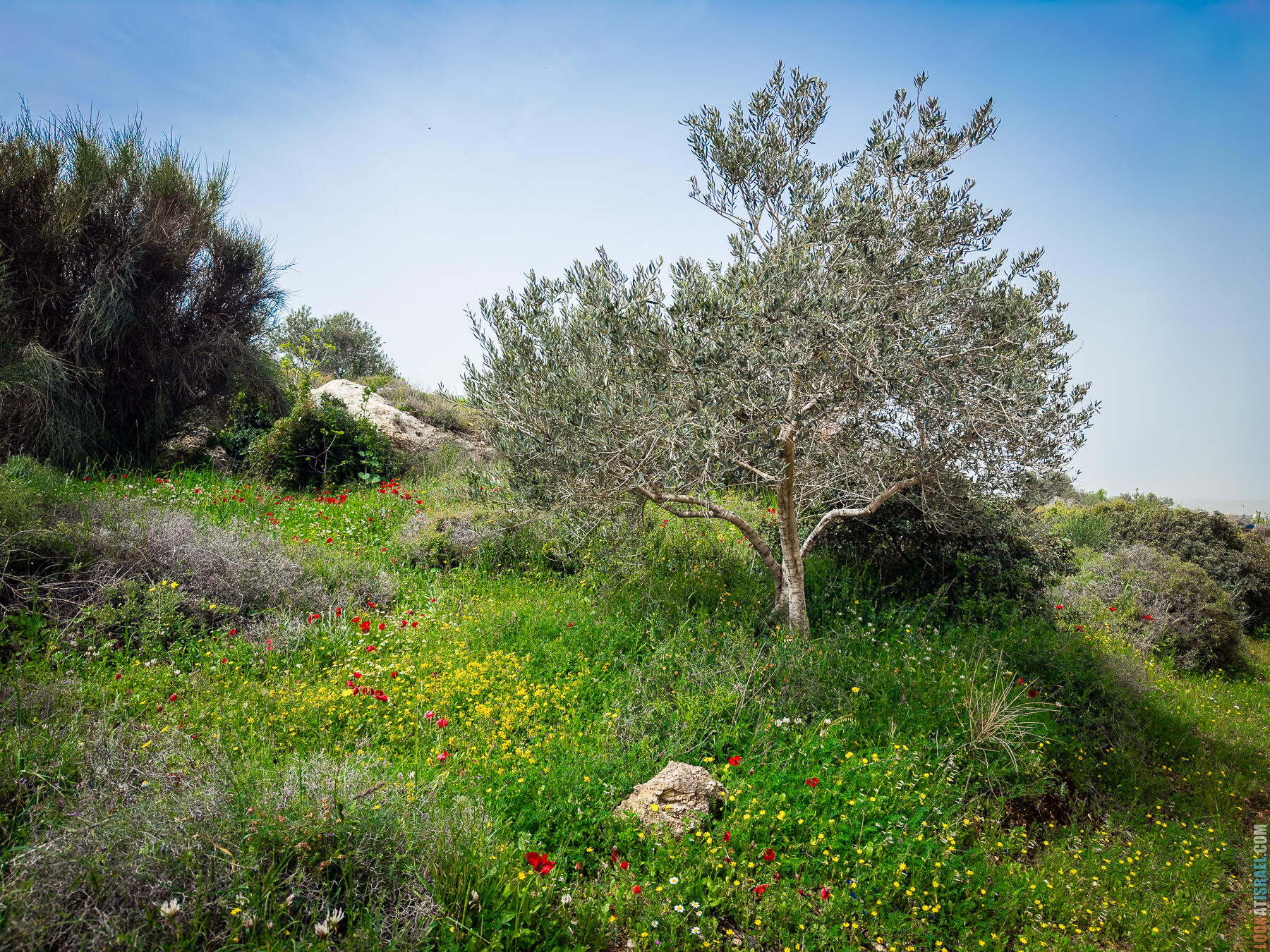Хребет Гидеона, поселение Итамар, ферма Гиват Олам