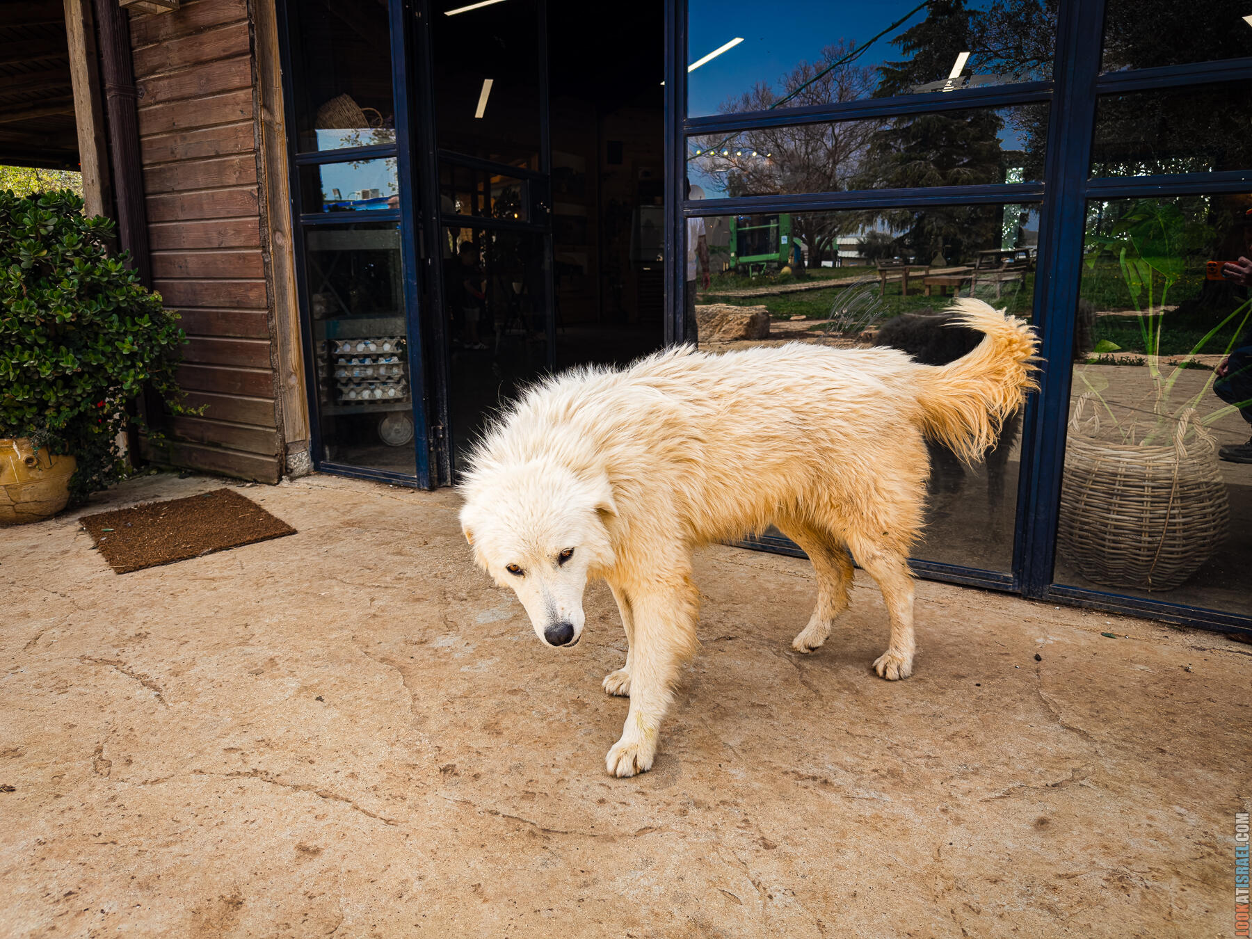 Хребет Гидеона, поселение Итамар, ферма Гиват Олам, цветение в Самарии