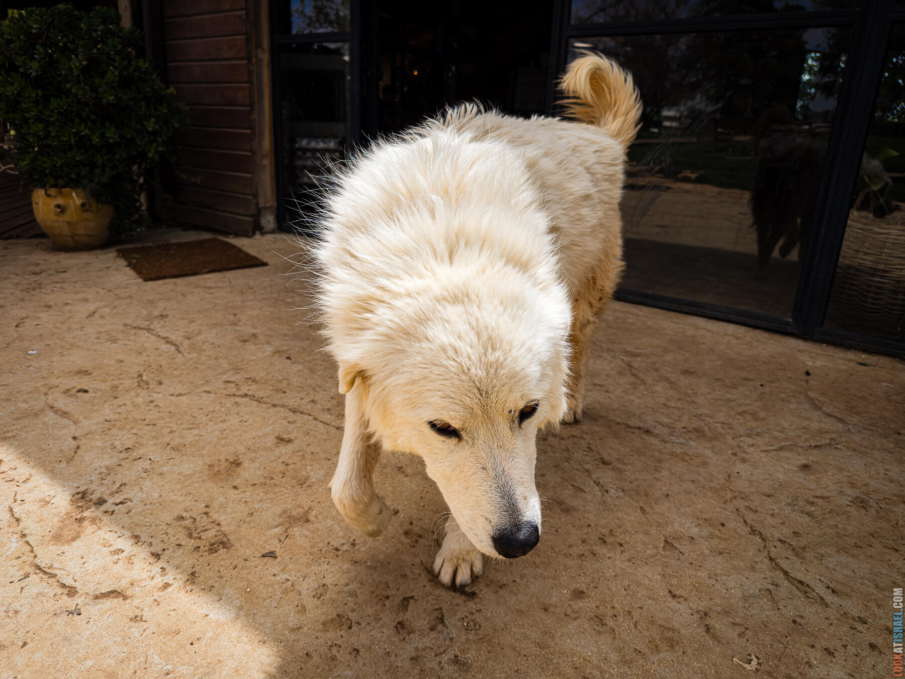 Хребет Гидеона, поселение Итамар, ферма Гиват Олам, цветение в Самарии