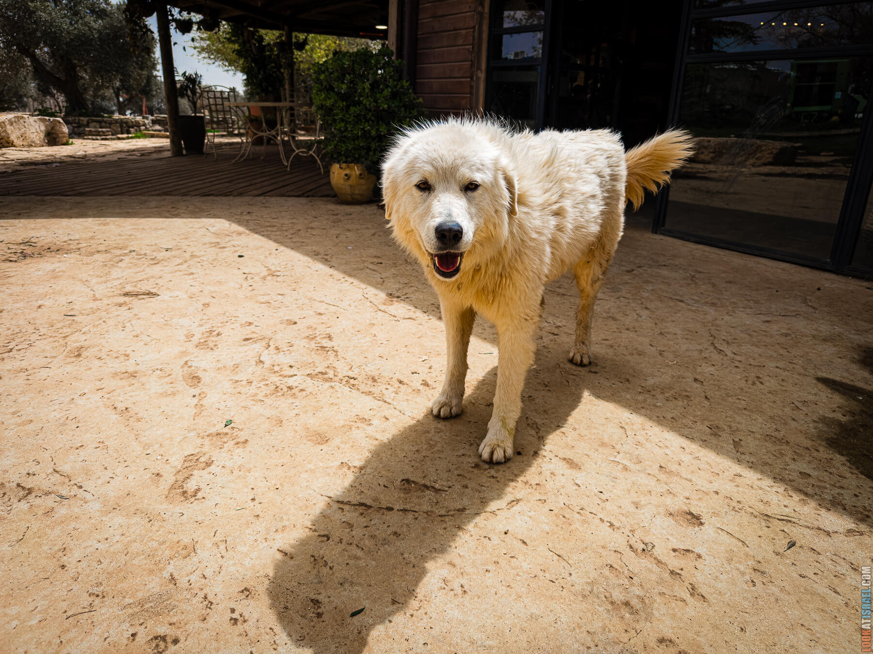 Хребет Гидеона, поселение Итамар, ферма Гиват Олам, цветение в Самарии