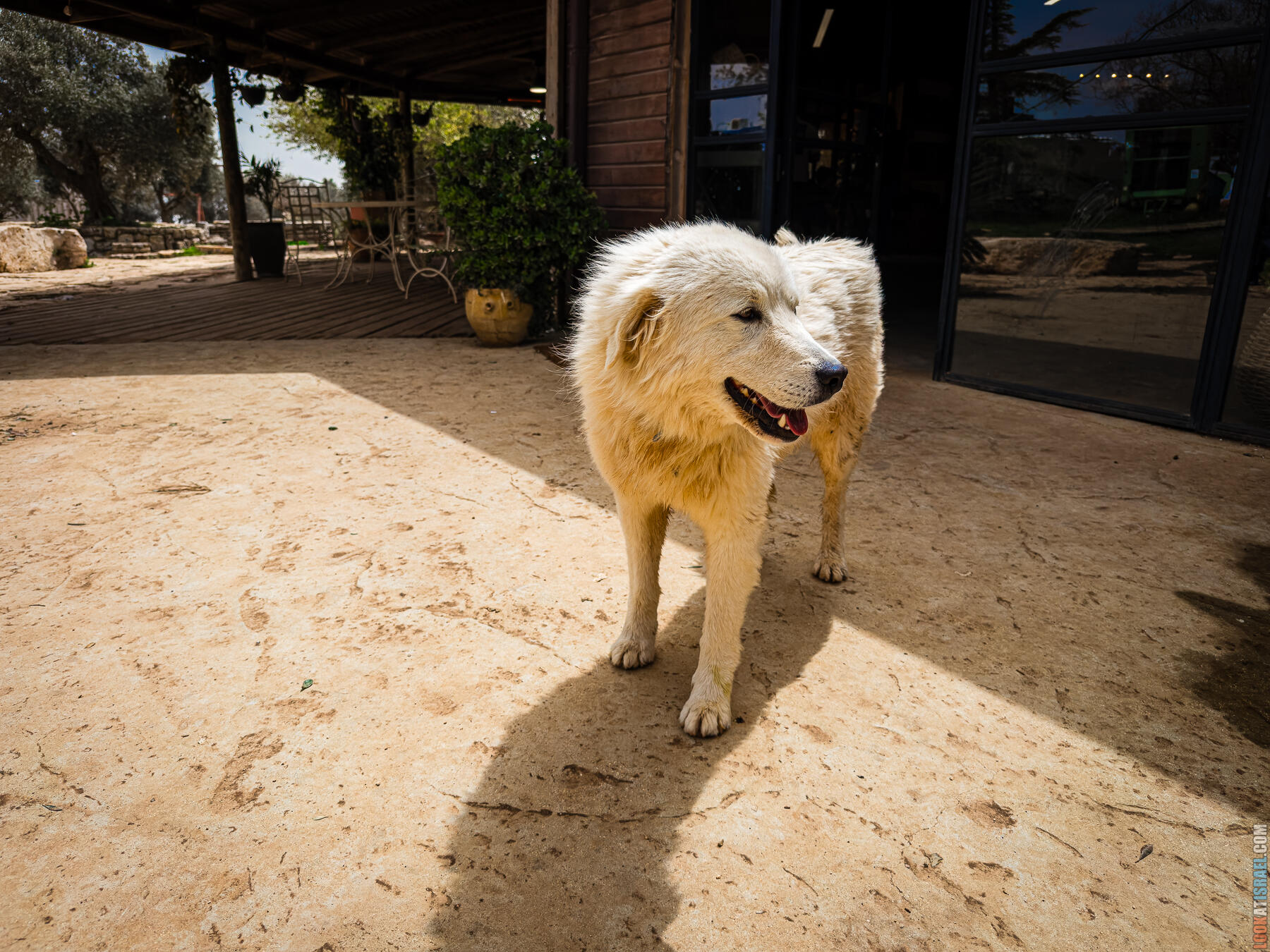 Хребет Гидеона, поселение Итамар, ферма Гиват Олам, цветение в Самарии