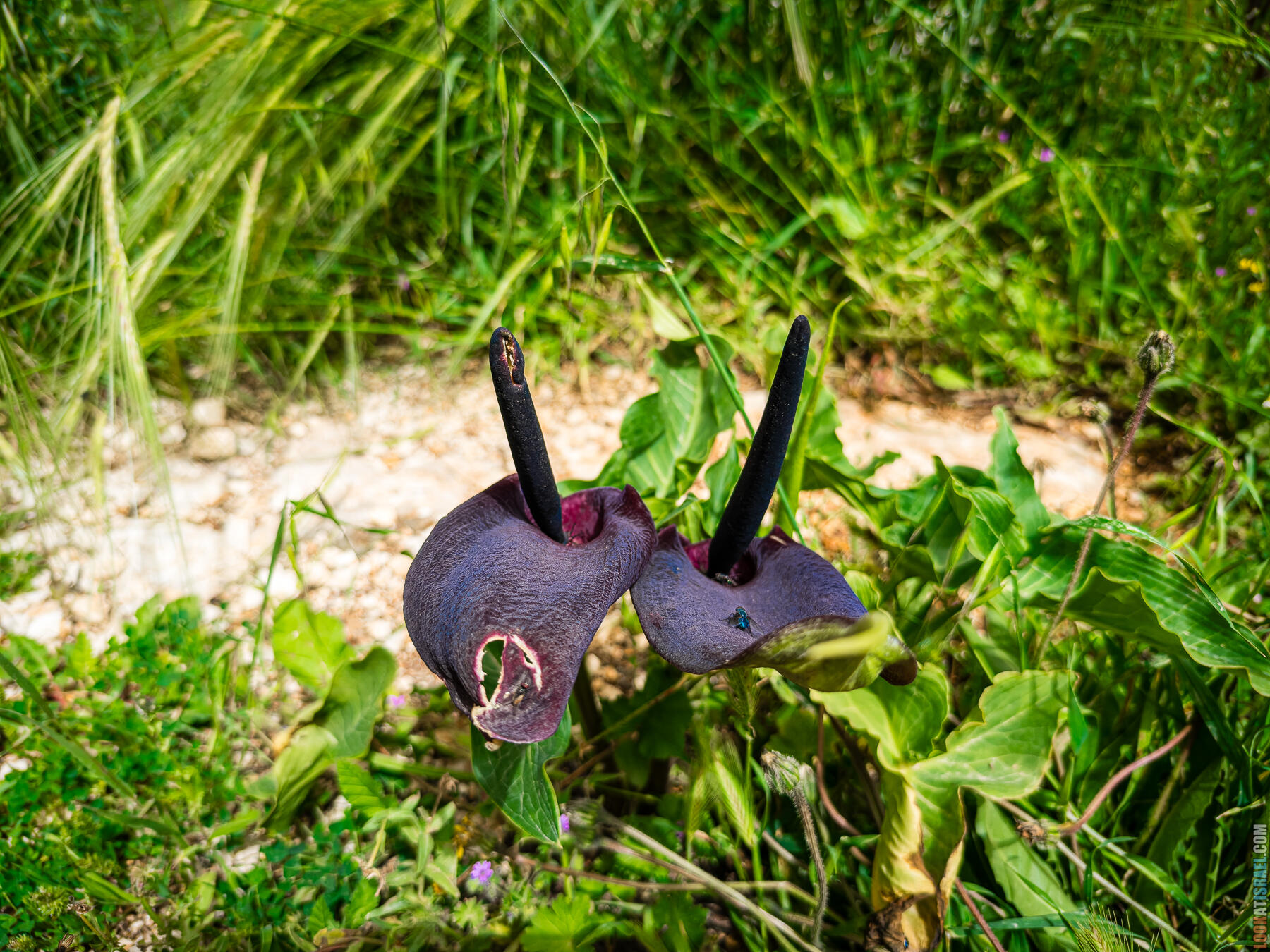 Хребет Гидеона, поселение Итамар, ферма Гиват Олам, цветение в Самарии