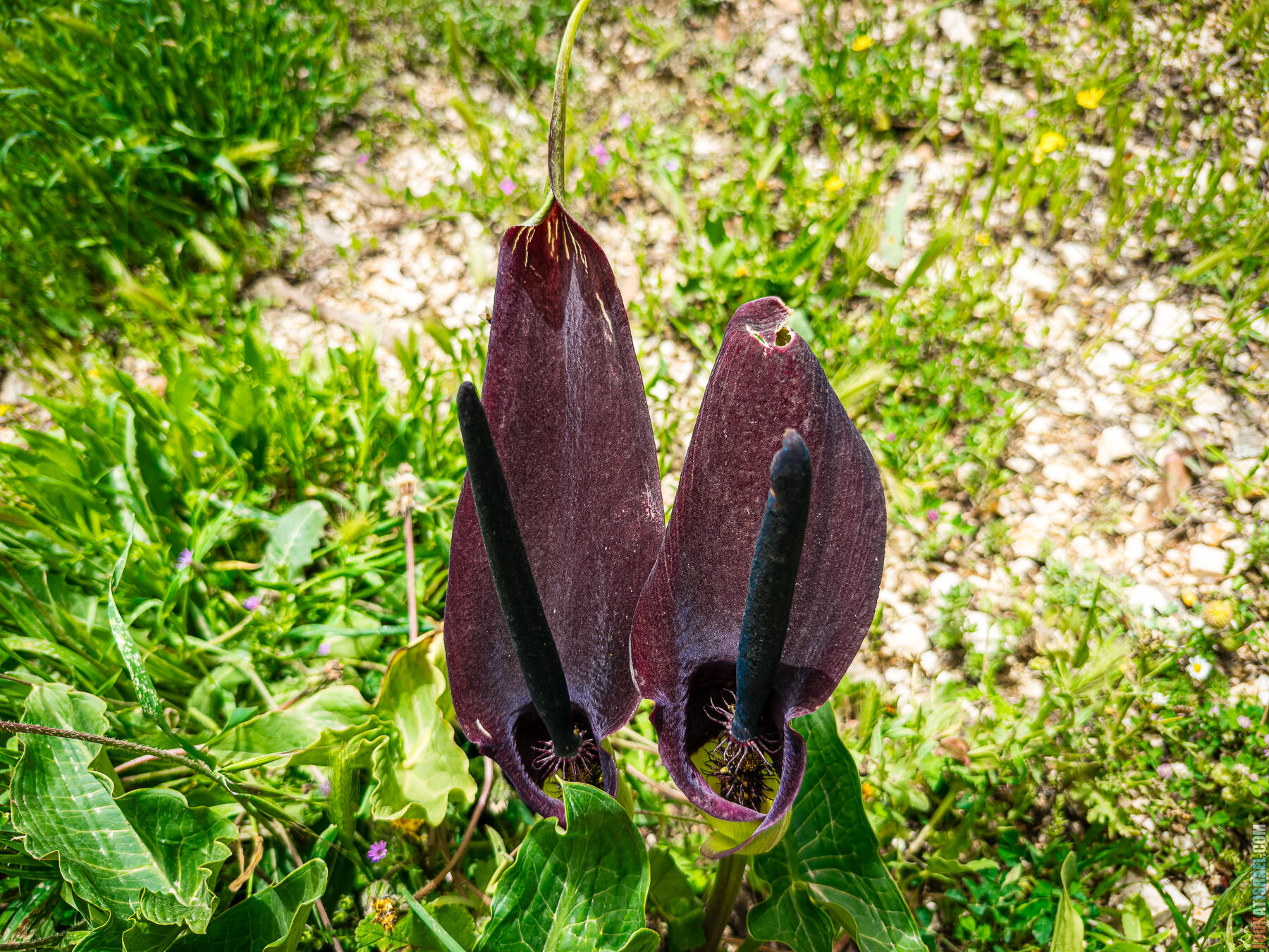 Хребет Гидеона, поселение Итамар, ферма Гиват Олам, цветение в Самарии