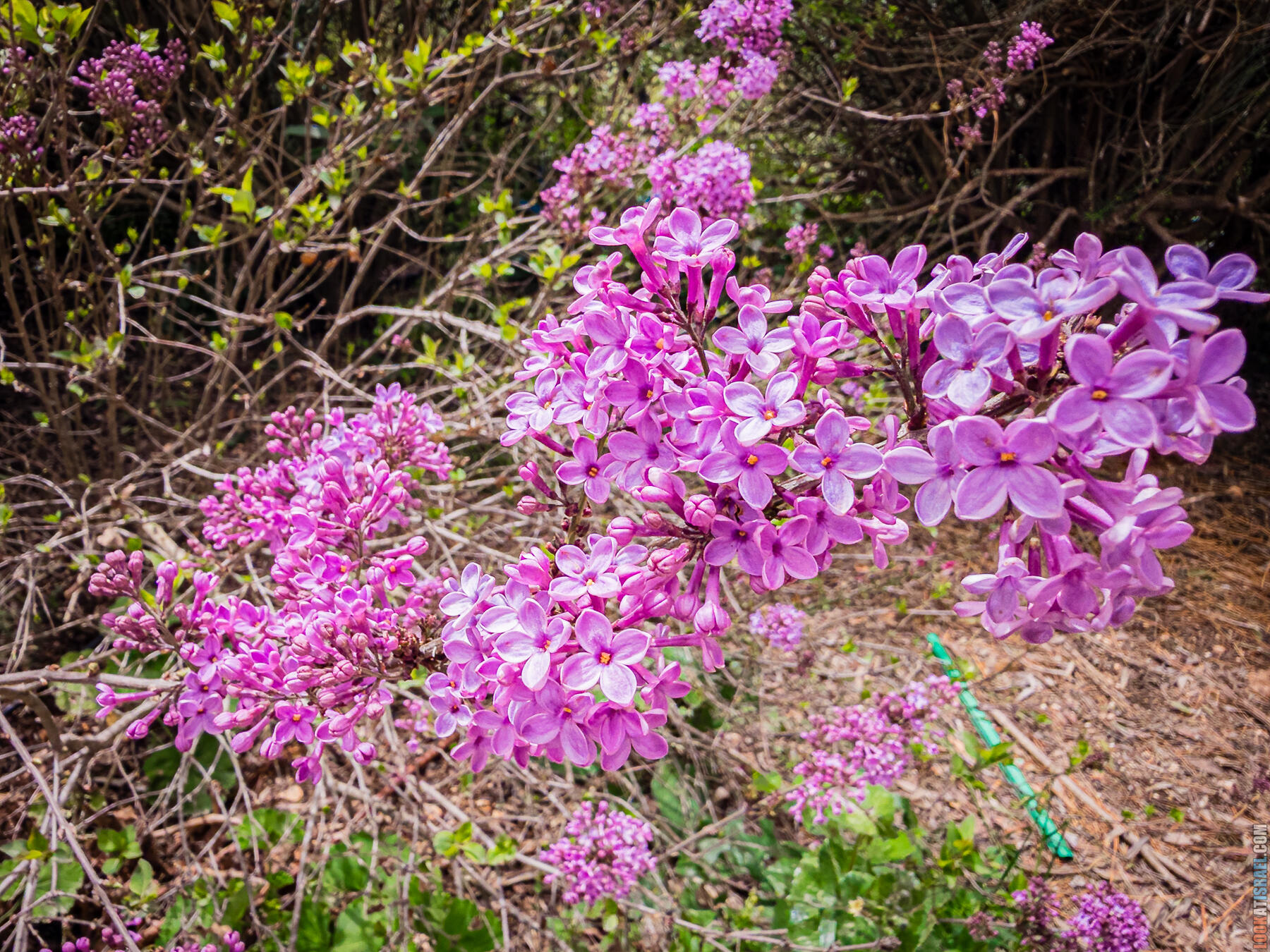 Хребет Гидеона, поселение Итамар, ферма Гиват Олам, цветение в Самарии