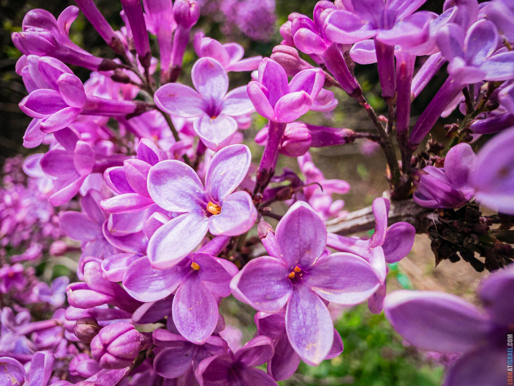 Хребет Гидеона, поселение Итамар, ферма Гиват Олам, цветение в Самарии