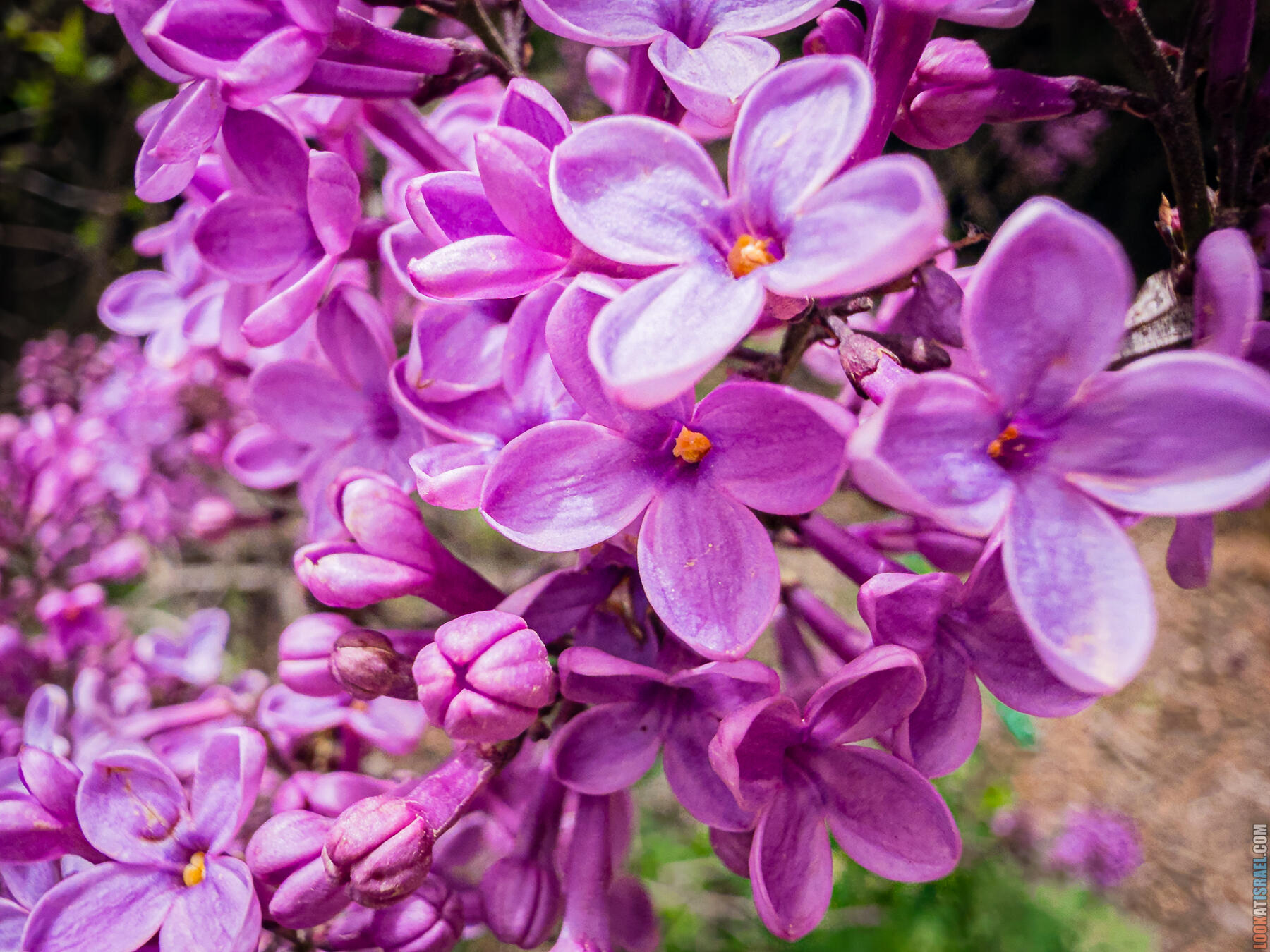 Хребет Гидеона, поселение Итамар, ферма Гиват Олам, цветение в Самарии