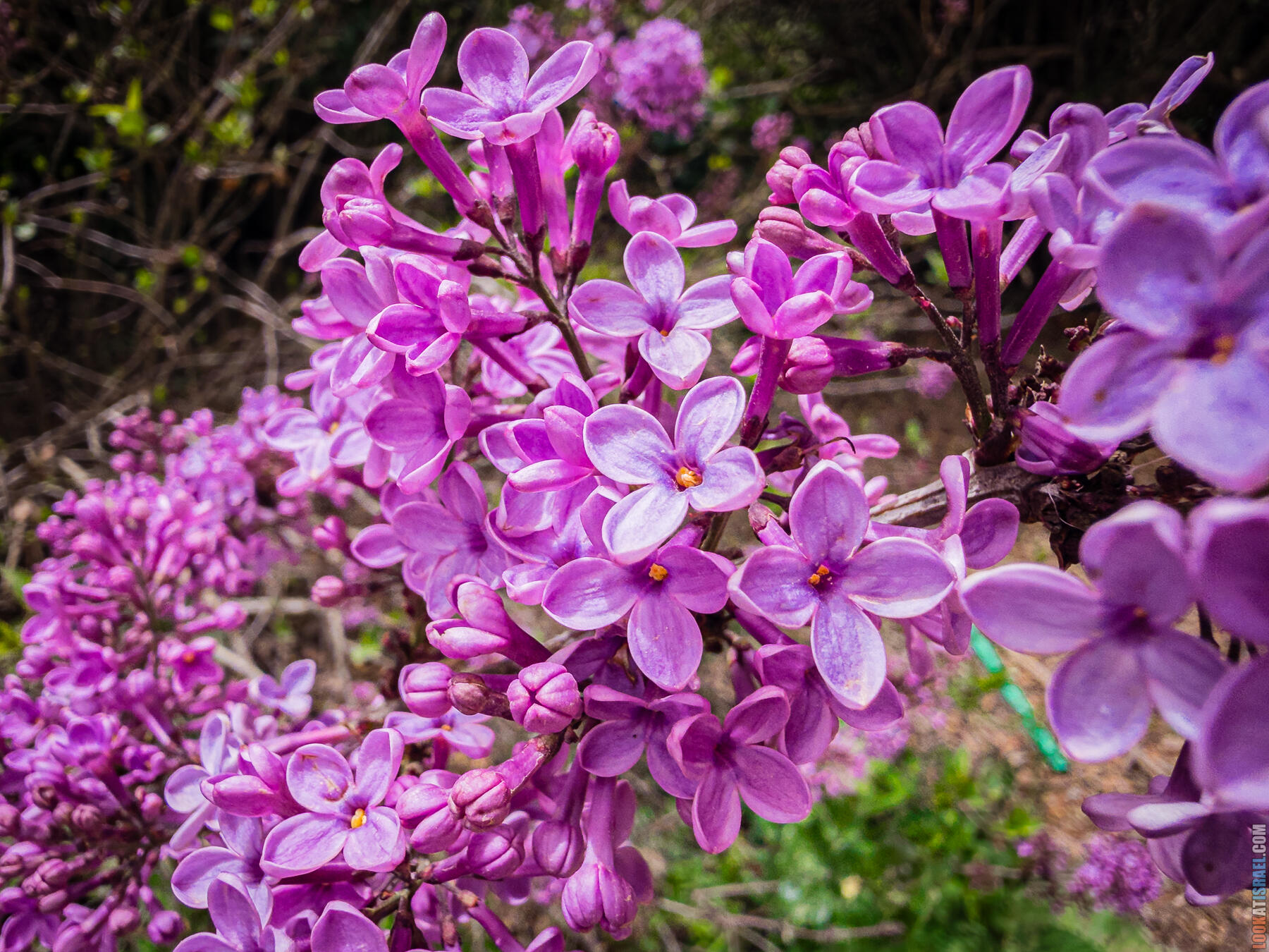 Хребет Гидеона, поселение Итамар, ферма Гиват Олам, цветение в Самарии