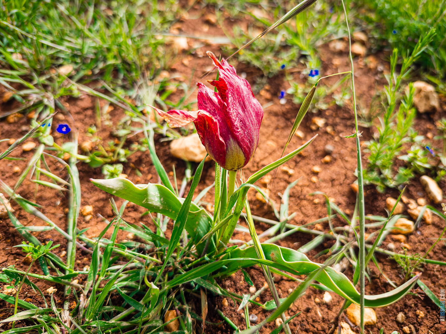 Хребет Гидеона, поселение Итамар, ферма Гиват Олам