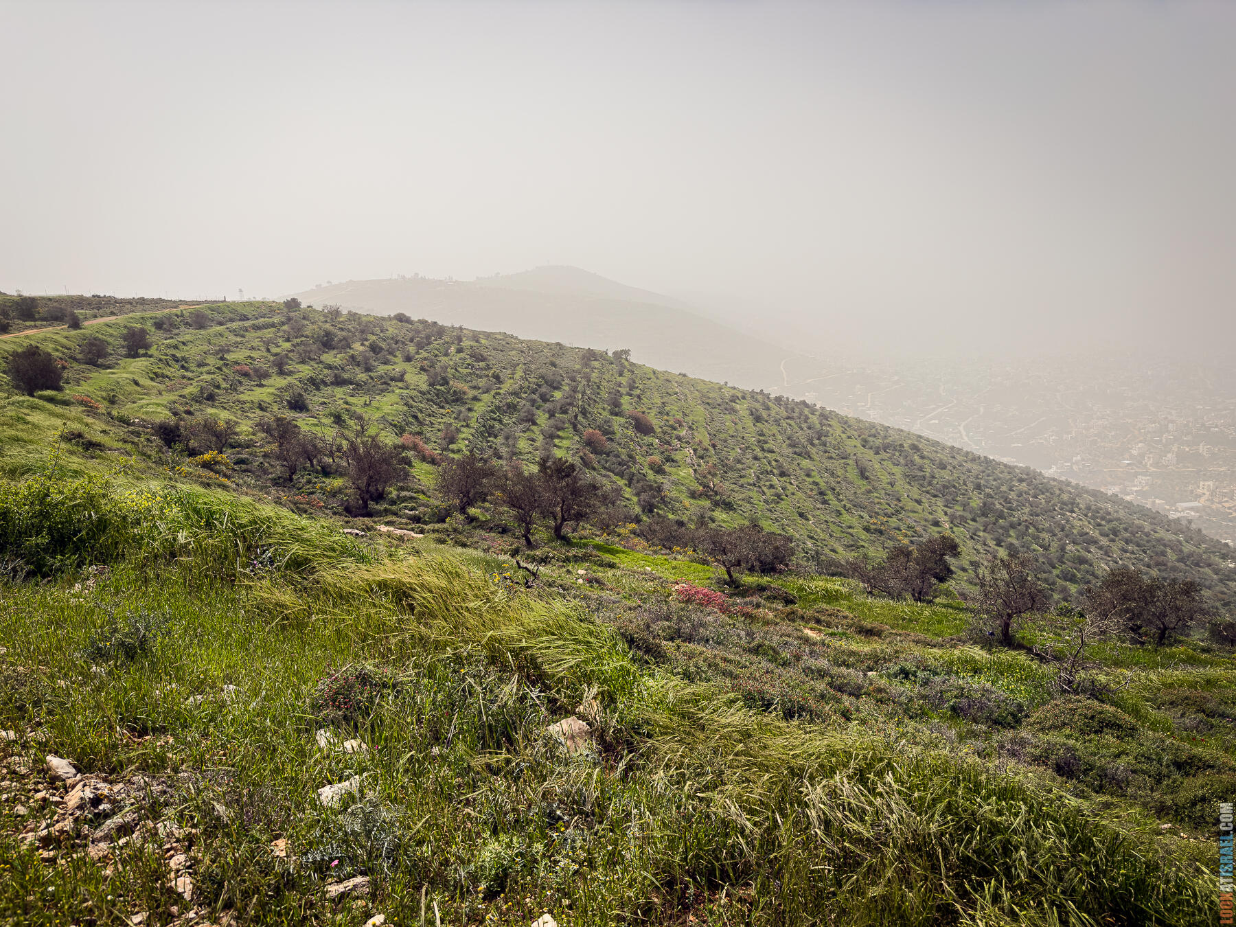 Хребет Гидеона, поселение Итамар, ферма Гиват Олам, цветение в Самарии