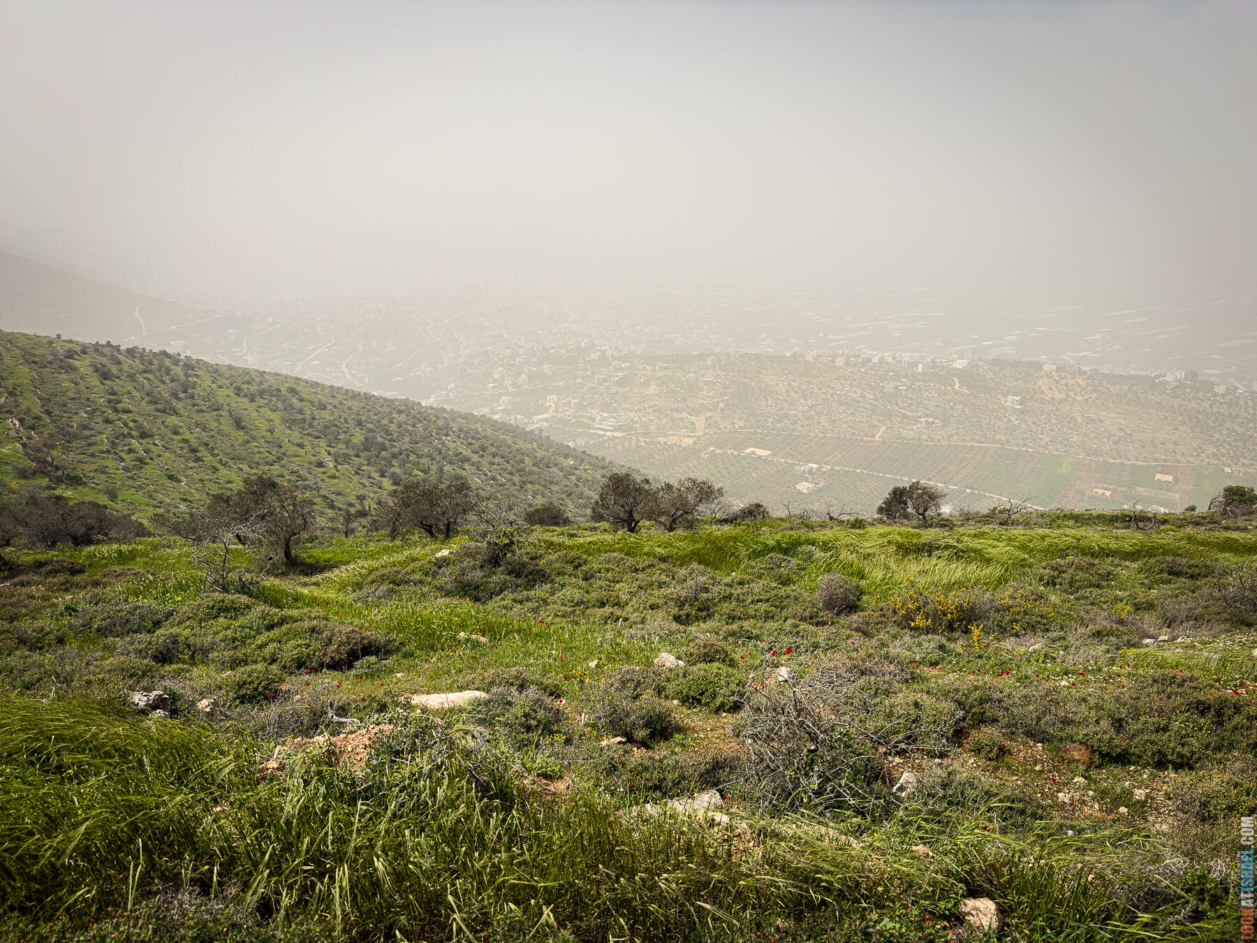 Хребет Гидеона, поселение Итамар, ферма Гиват Олам, цветение в Самарии