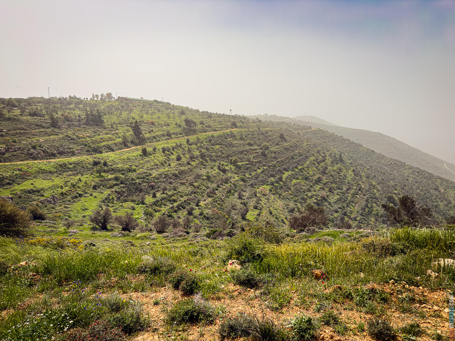 Хребет Гидеона, поселение Итамар, ферма Гиват Олам, цветение в Самарии