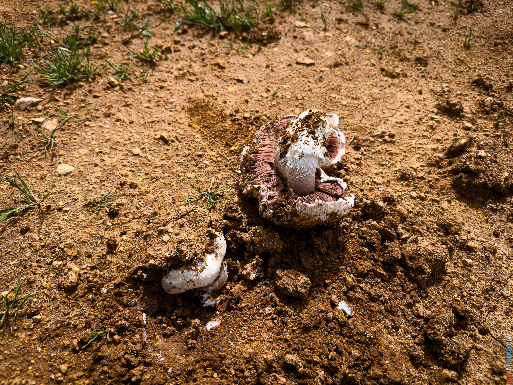 Хребет Гидеона, поселение Итамар, ферма Гиват Олам