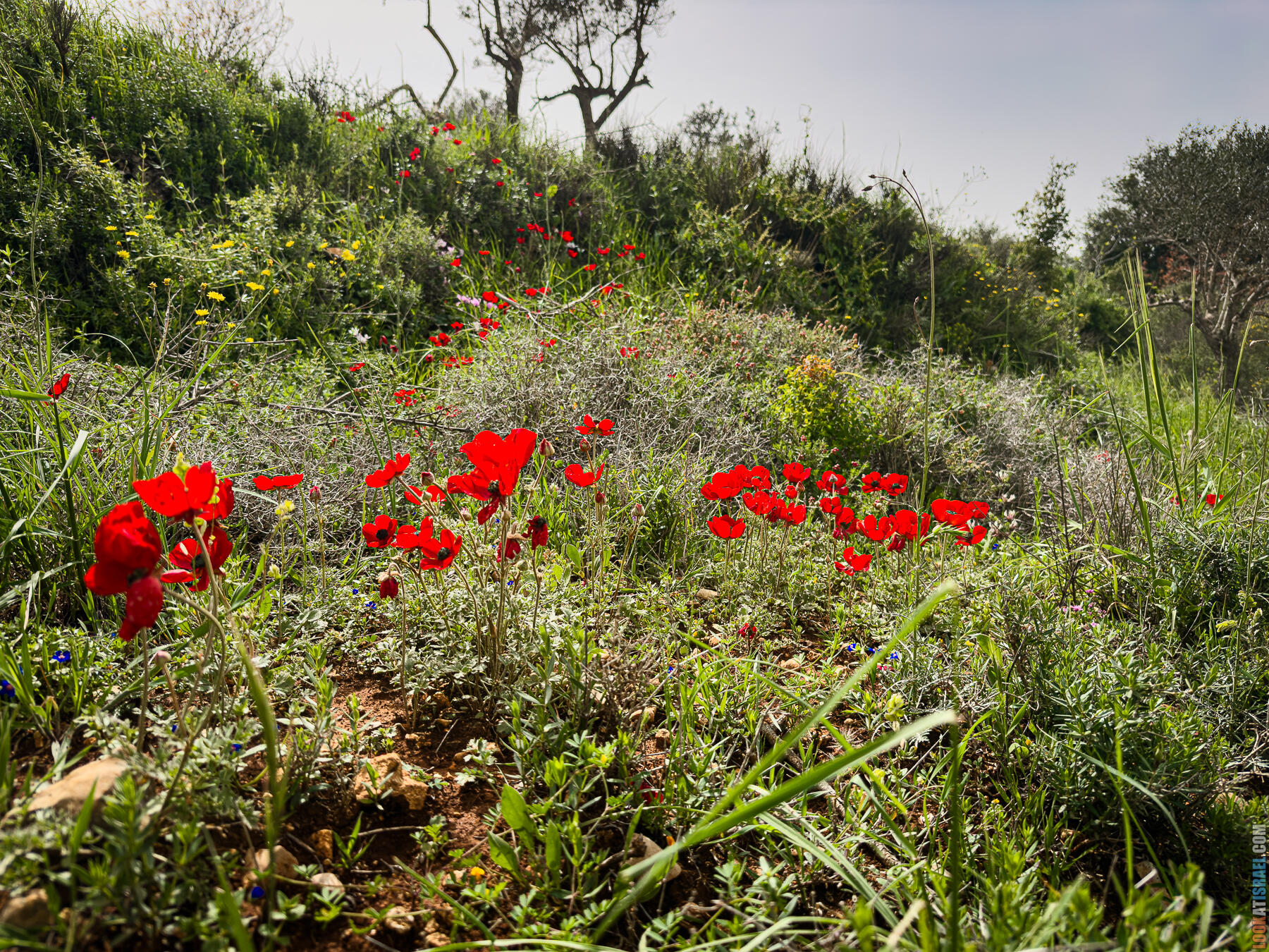 Хребет Гидеона, поселение Итамар, ферма Гиват Олам, цветение в Самарии