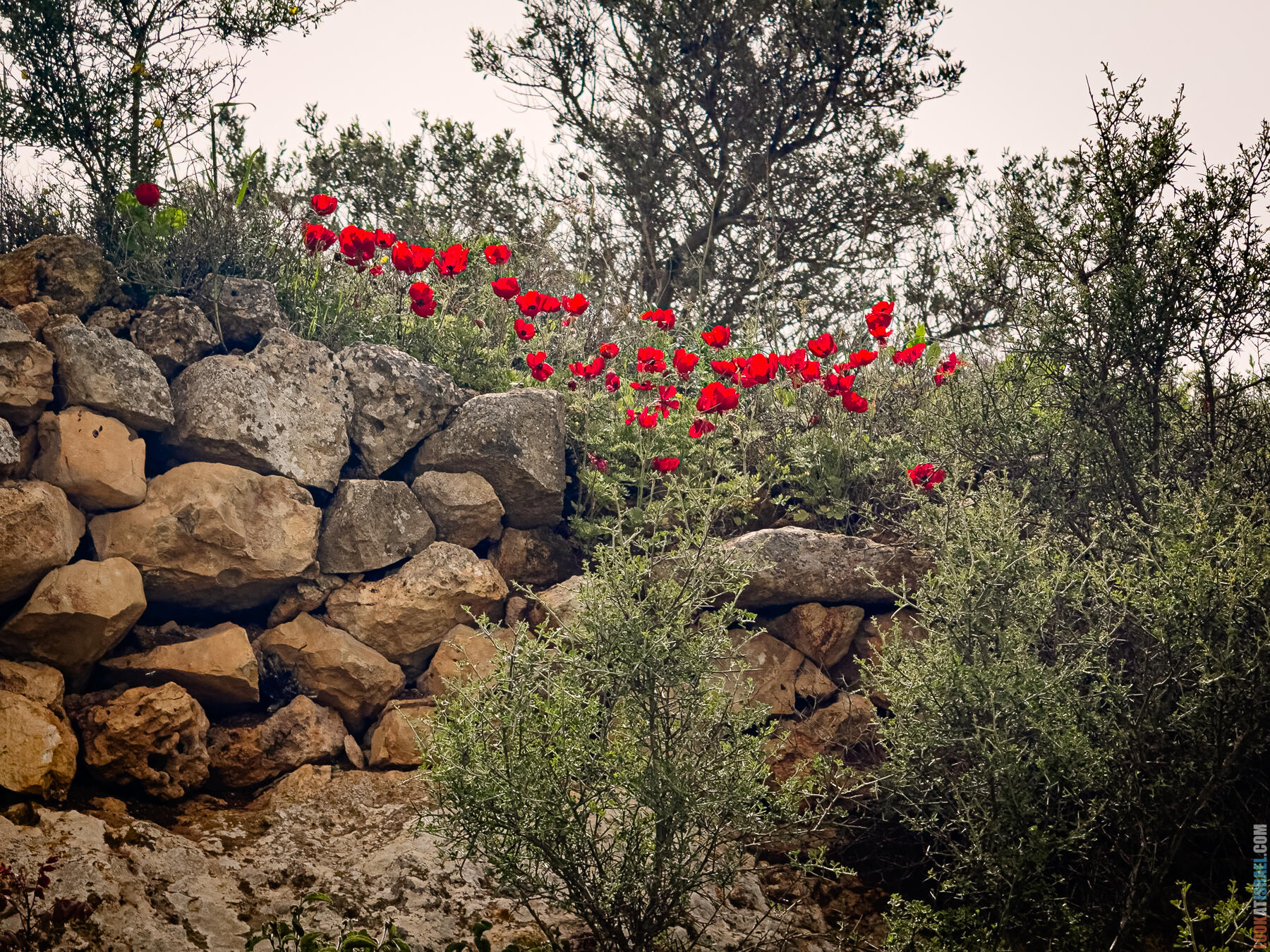 Хребет Гидеона, поселение Итамар, ферма Гиват Олам, цветение в Самарии