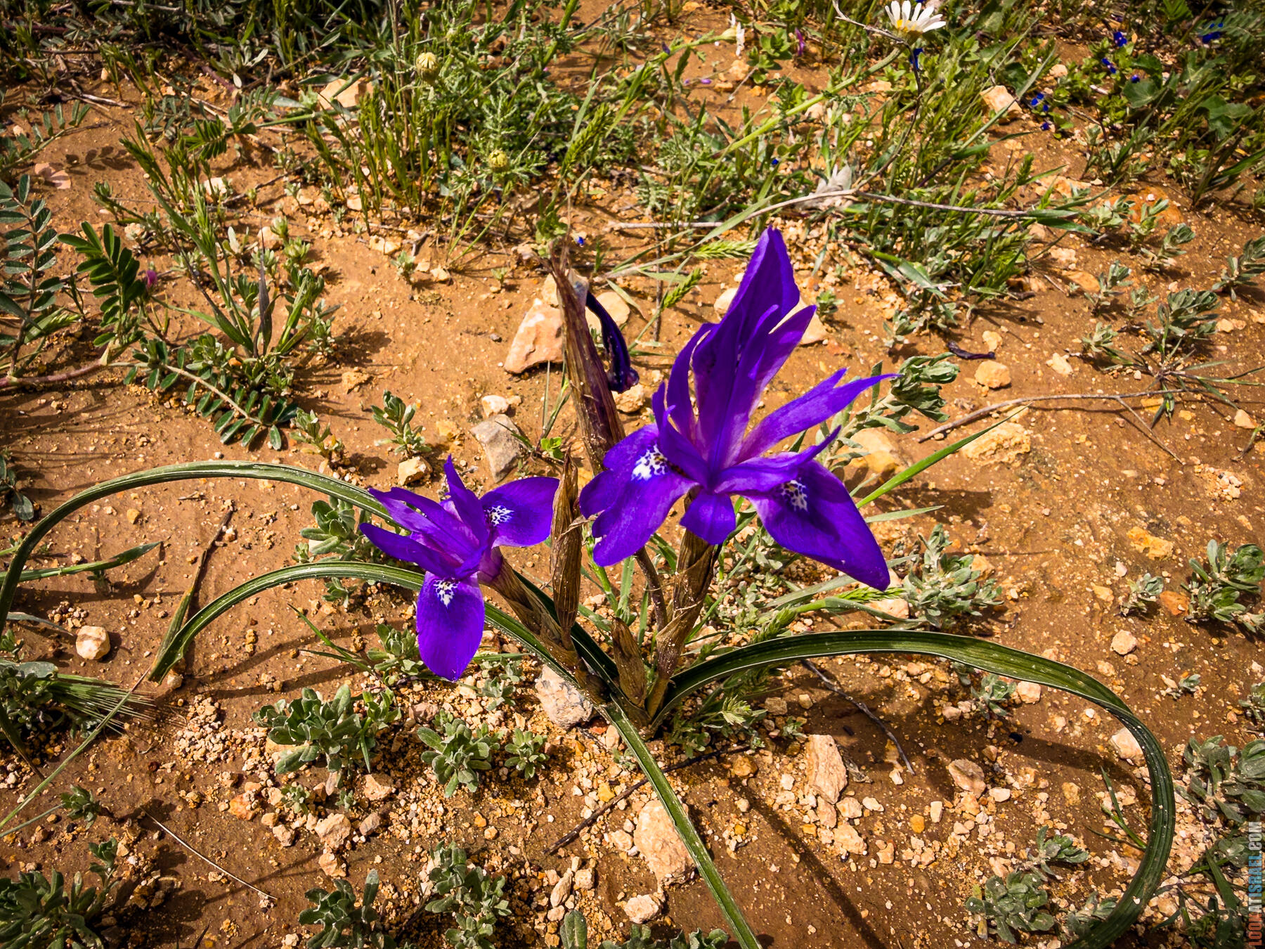 Хребет Гидеона, поселение Итамар, ферма Гиват Олам