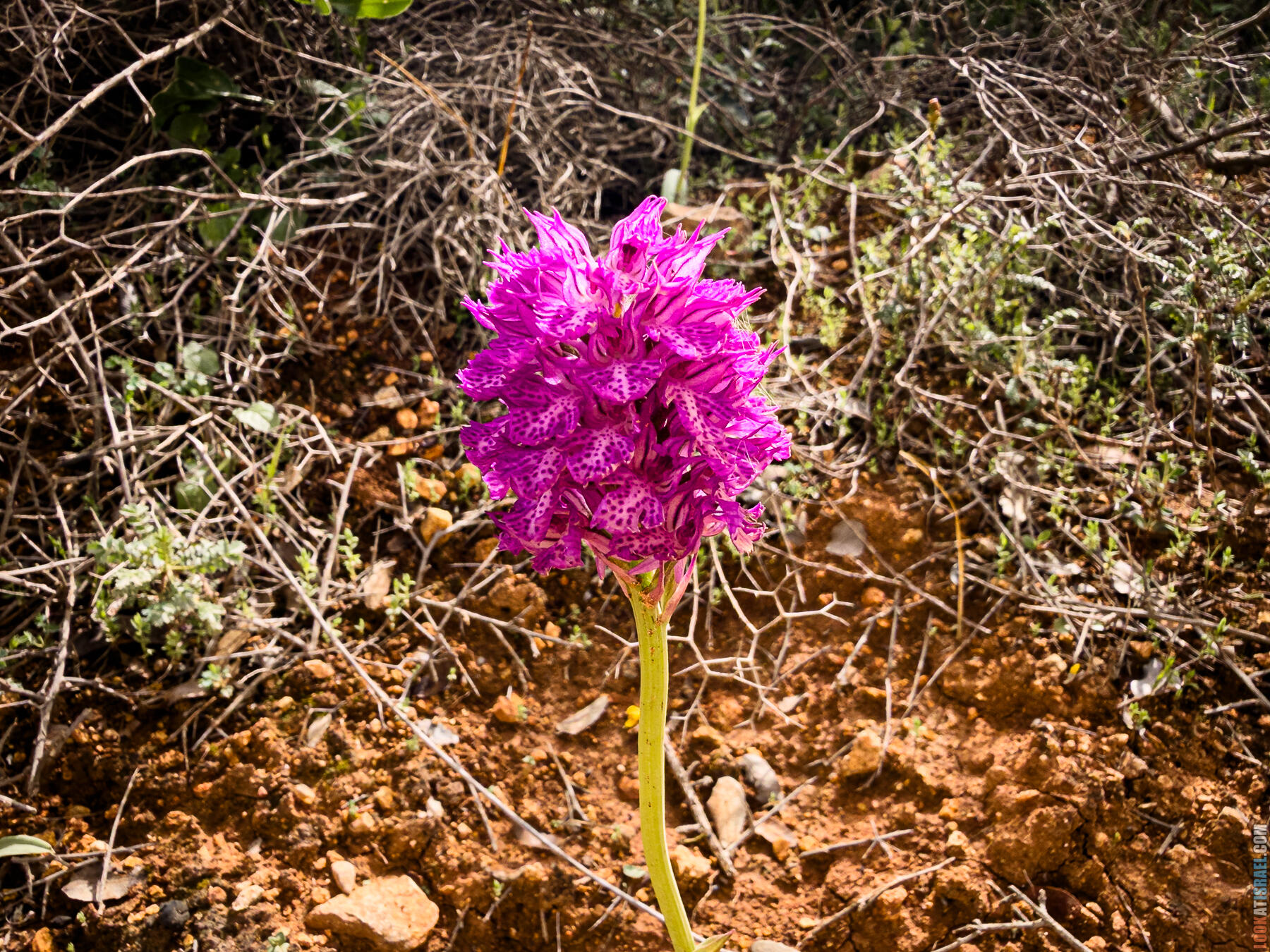 Хребет Гидеона, поселение Итамар, ферма Гиват Олам, цветение в Самарии