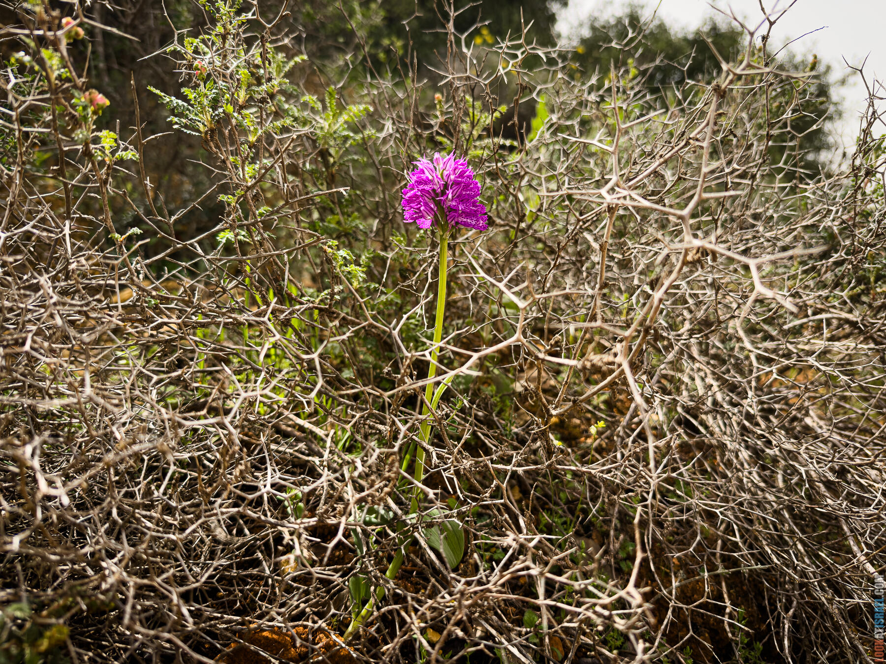 Хребет Гидеона, поселение Итамар, ферма Гиват Олам, цветение в Самарии