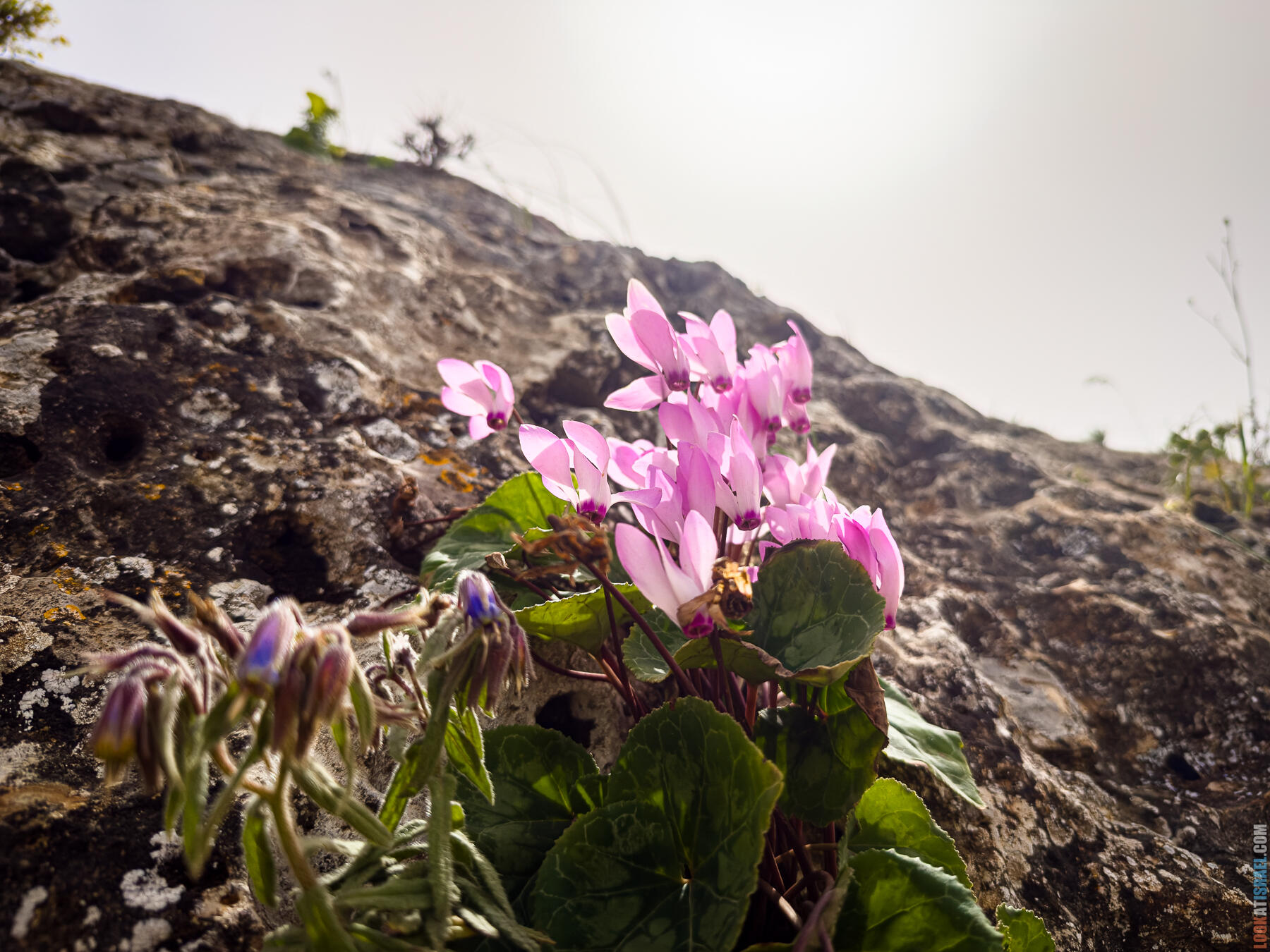 Хребет Гидеона, поселение Итамар, ферма Гиват Олам