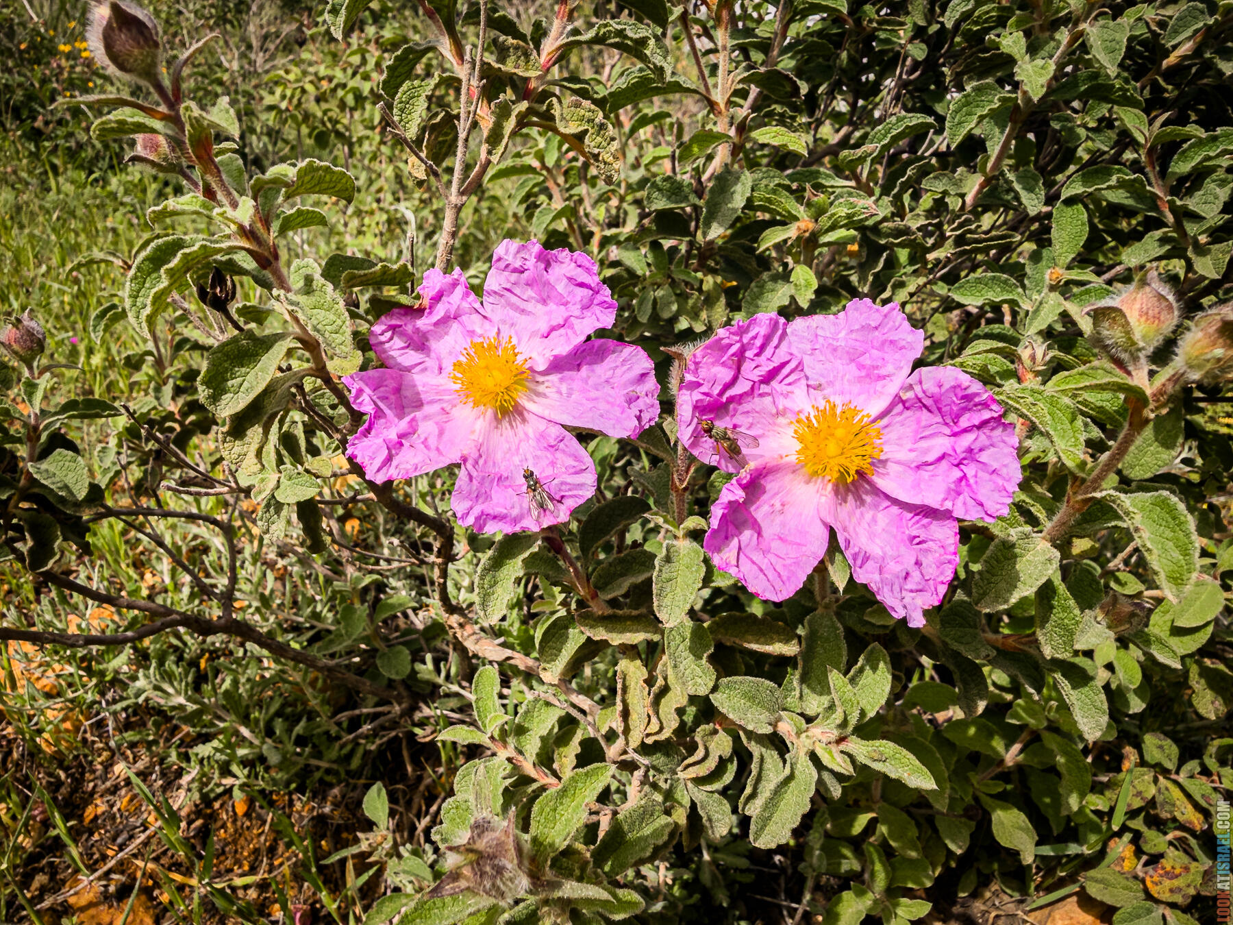 Хребет Гидеона, поселение Итамар, ферма Гиват Олам