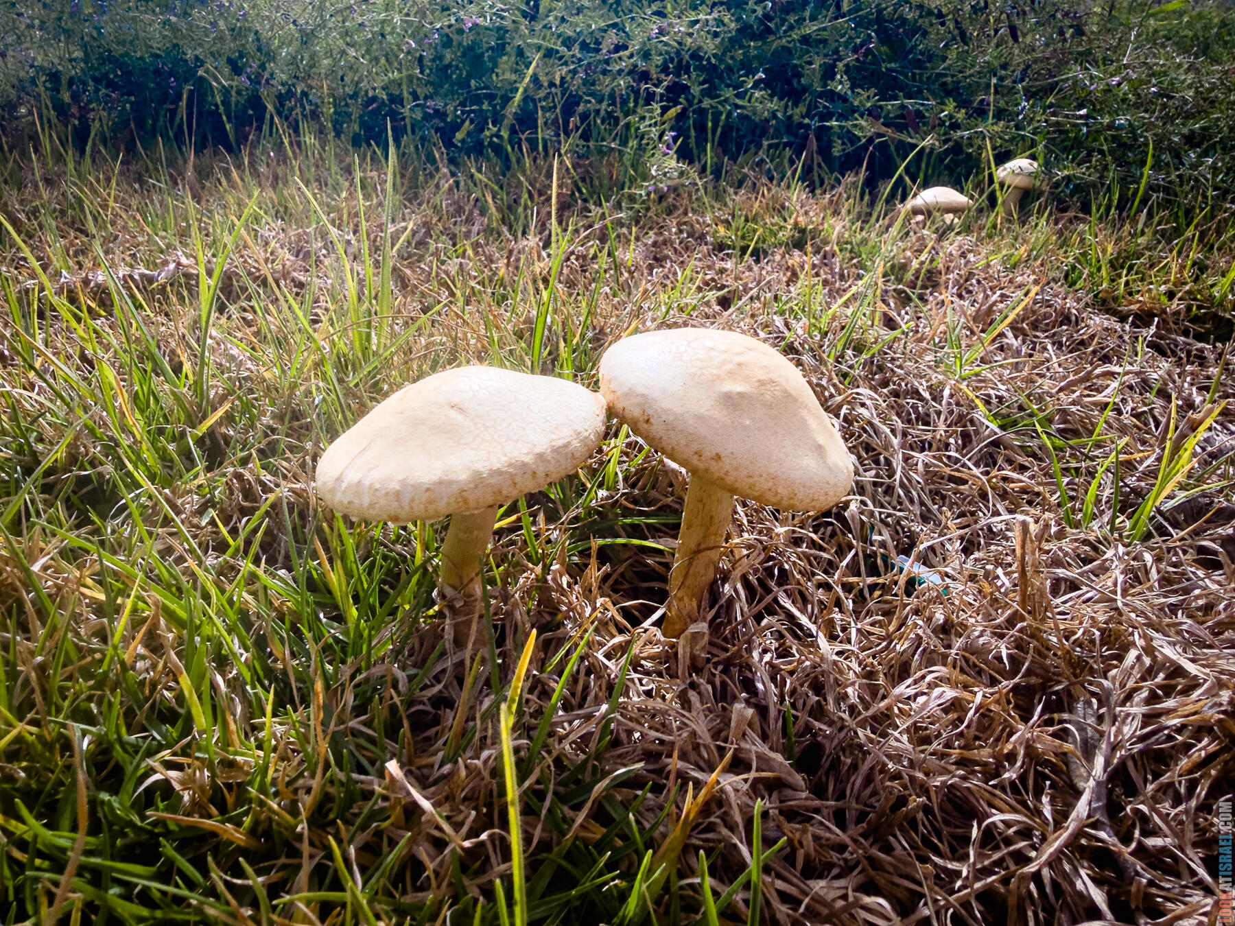 Хребет Гидеона, поселение Итамар, ферма Гиват Олам, цветение в Самарии