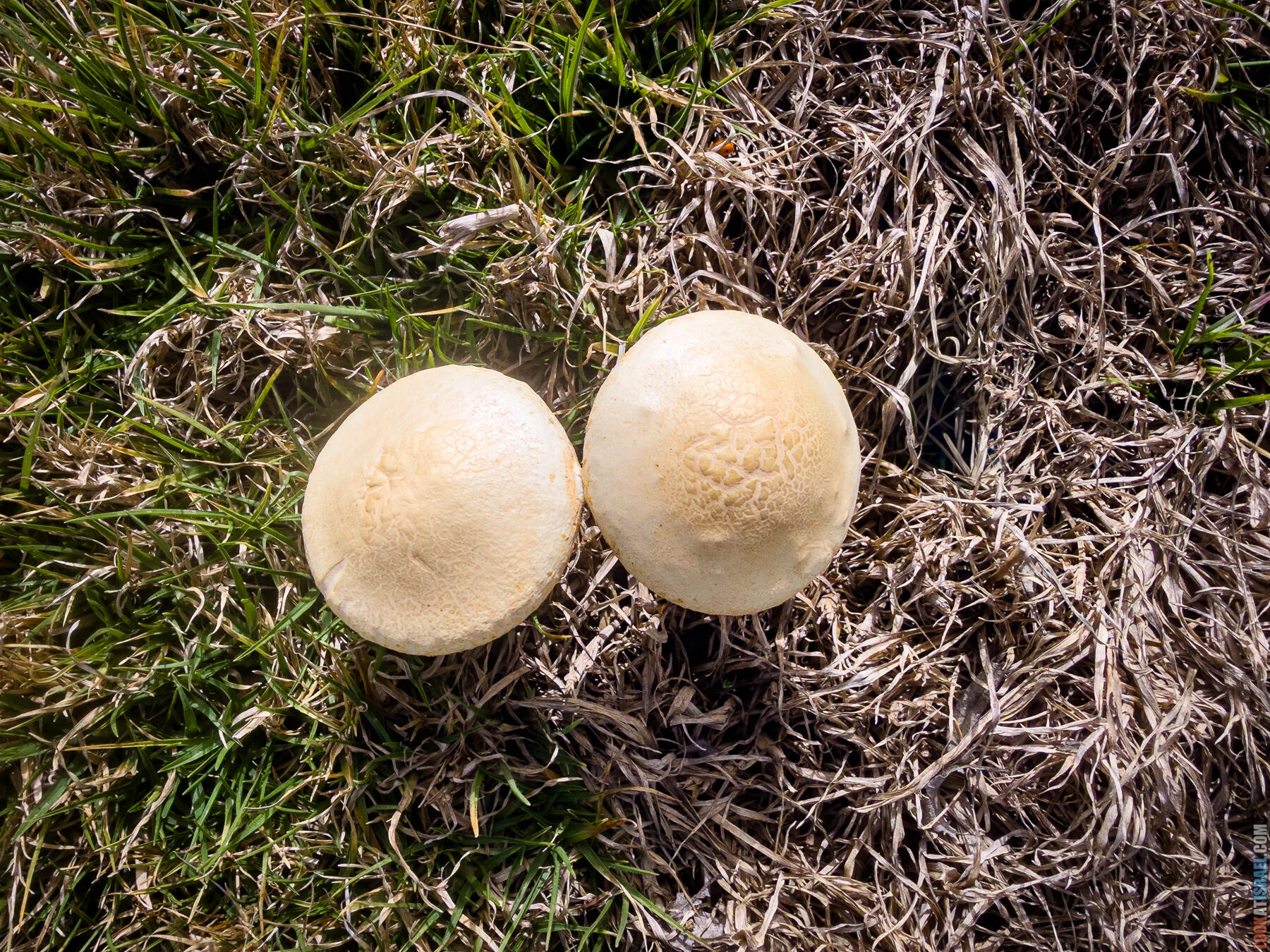 Хребет Гидеона, поселение Итамар, ферма Гиват Олам, цветение в Самарии