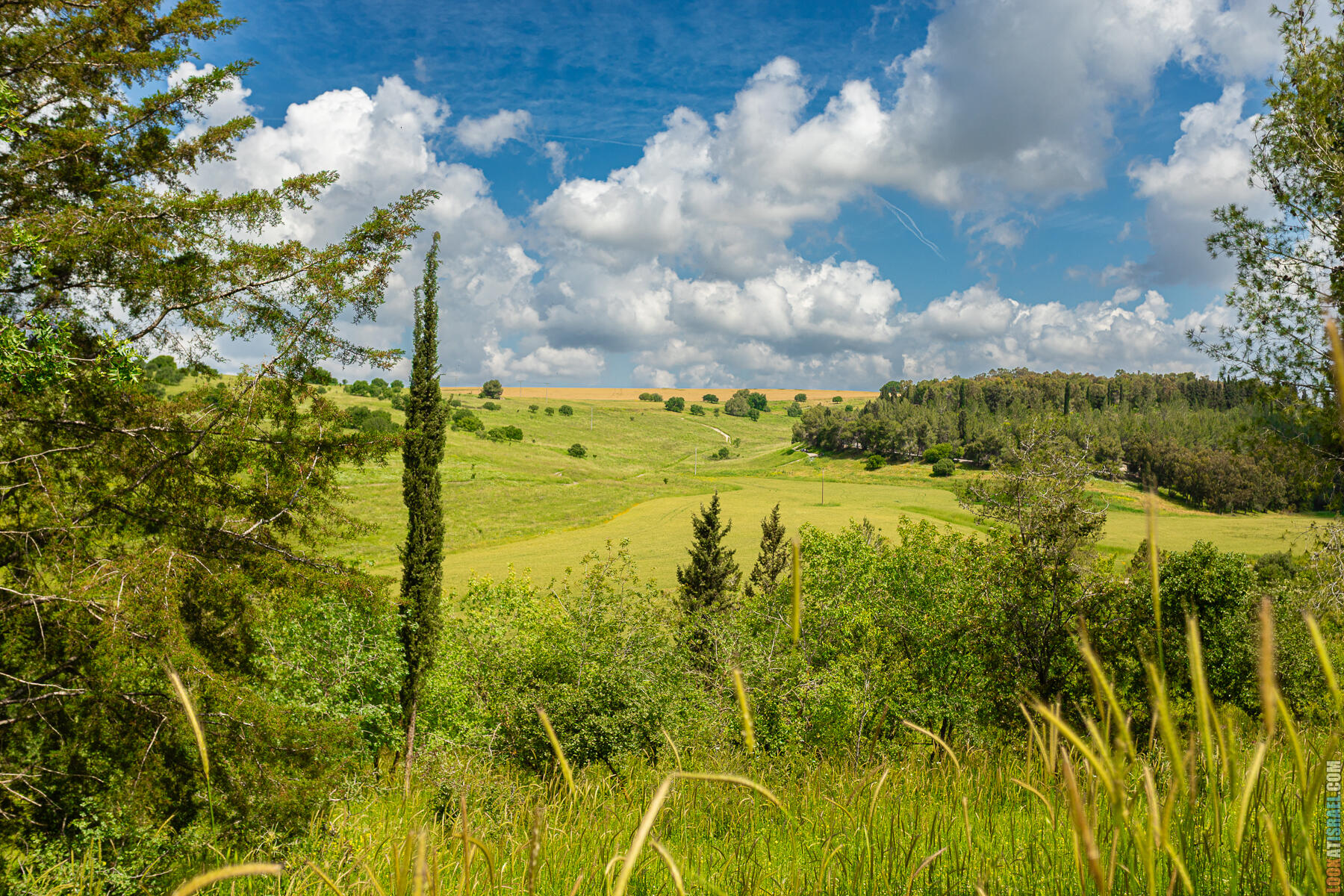 Зеленые просторы Рамот Менаше