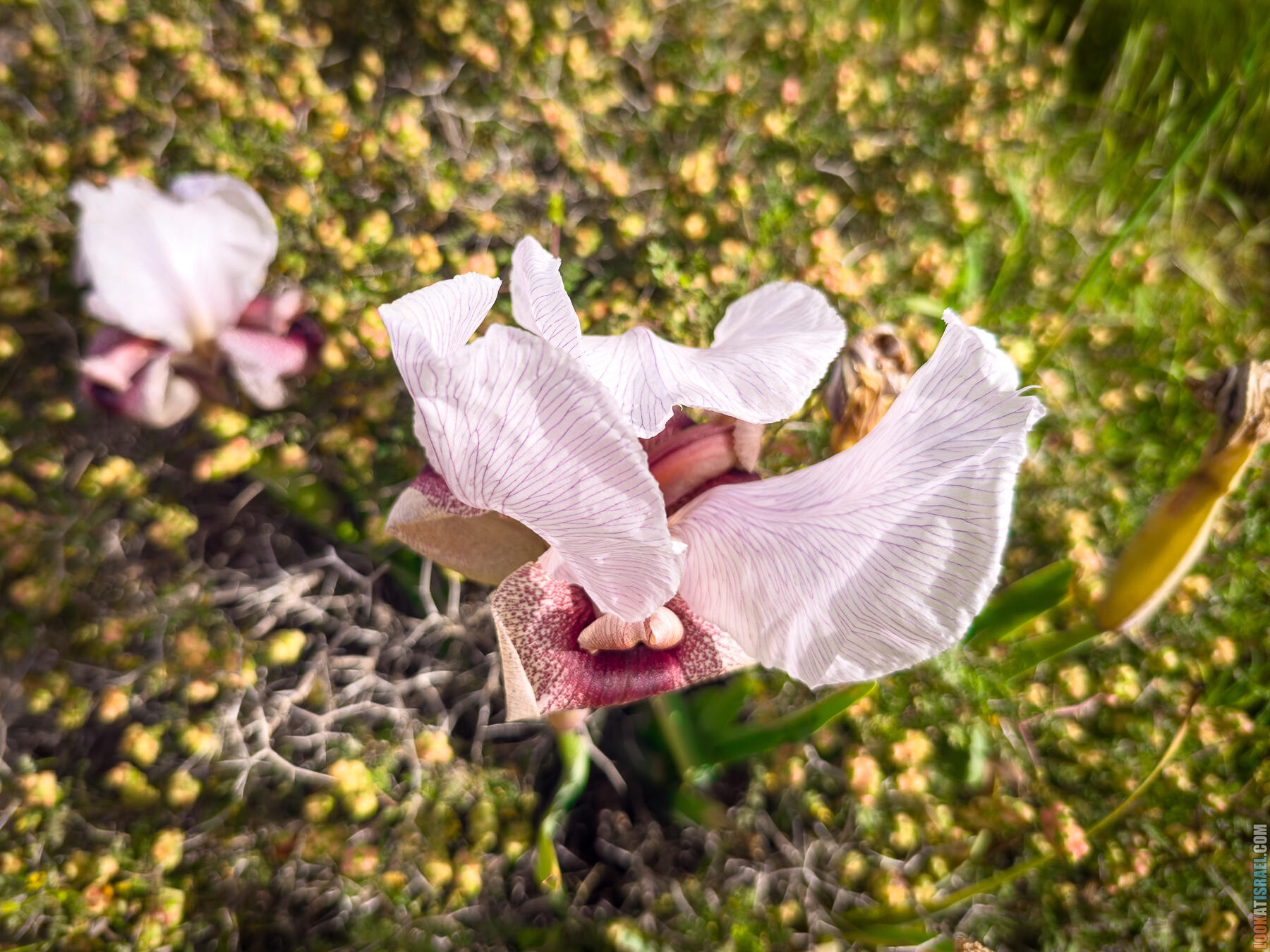 Ирис самарийский — Iris lortetii — אירוס השומרון