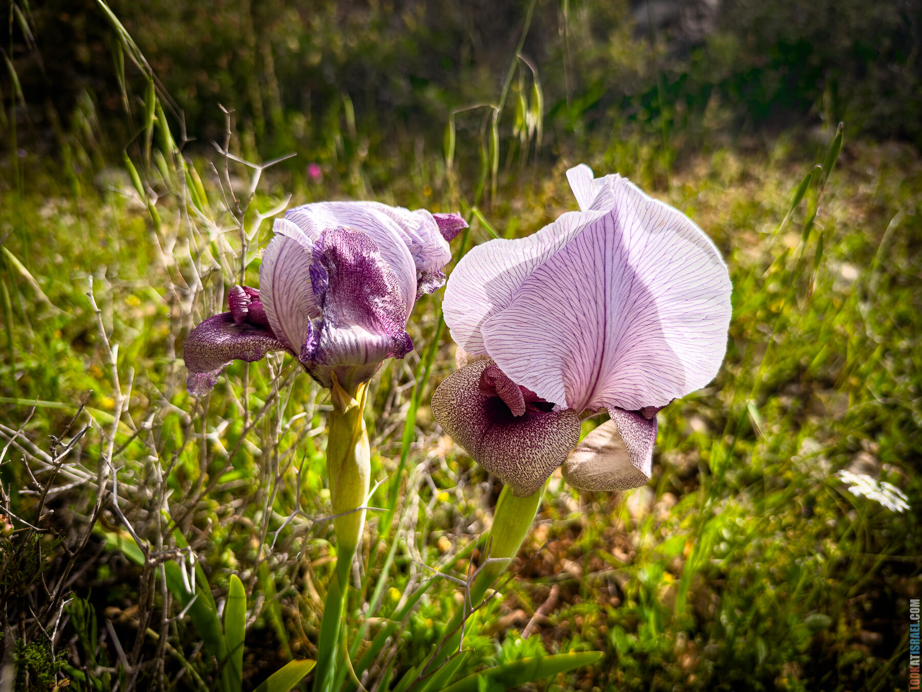 Ирис самарийский — Iris lortetii — אירוס השומרון