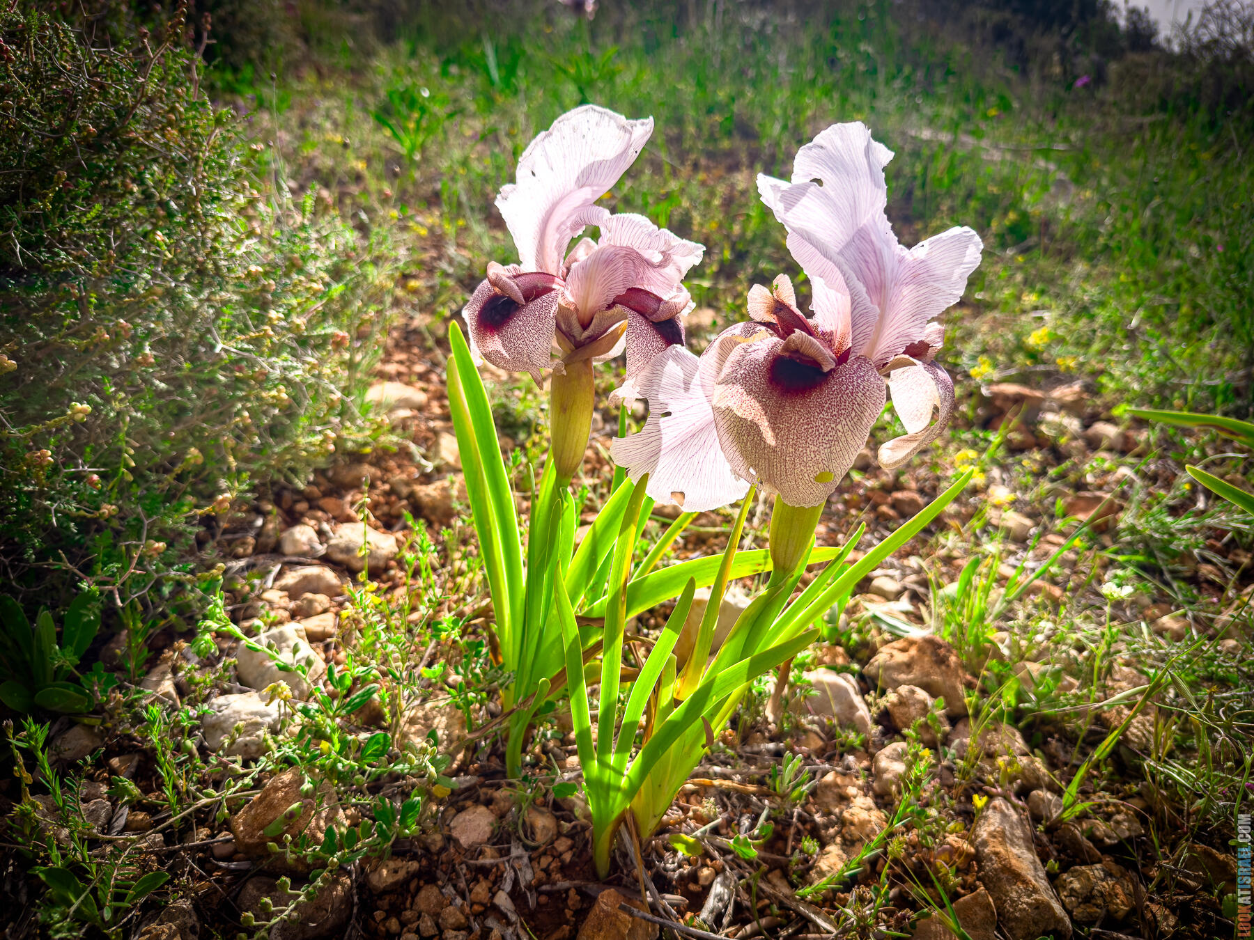 Ирис самарийский — Iris lortetii — אירוס השומרון