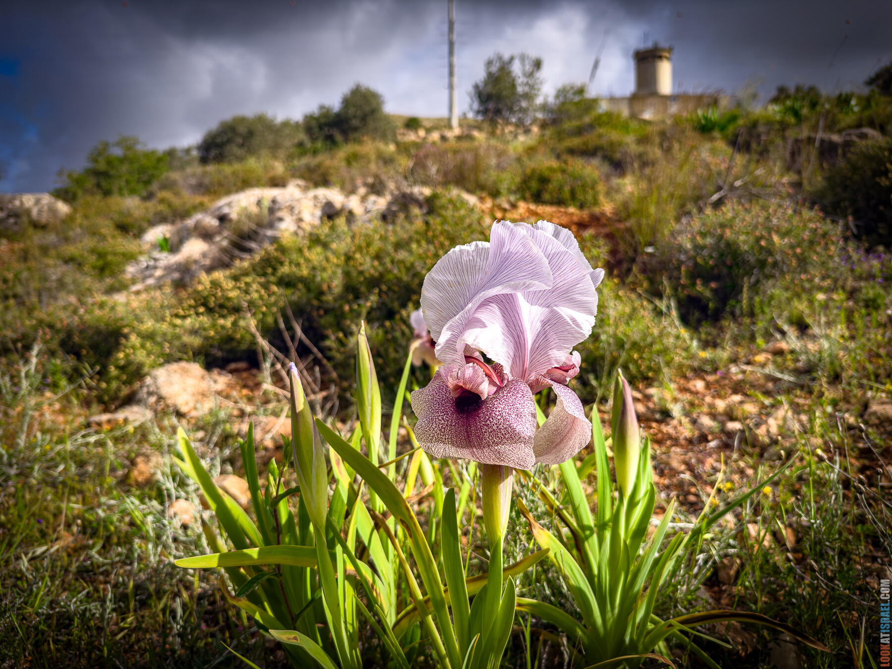Ирис самарийский — Iris lortetii — אירוס השומרון