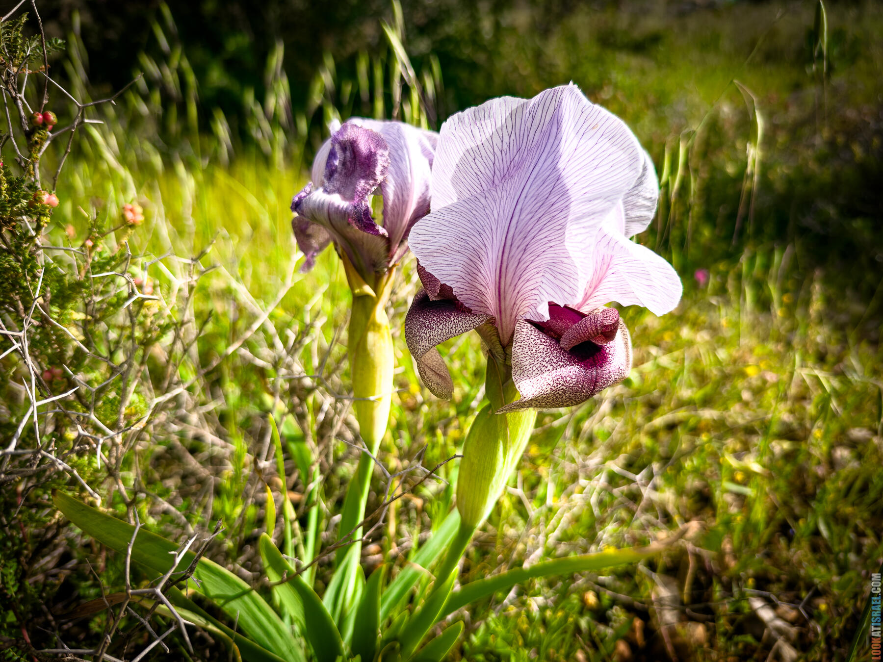 Ирис самарийский — Iris lortetii — אירוס השומרון