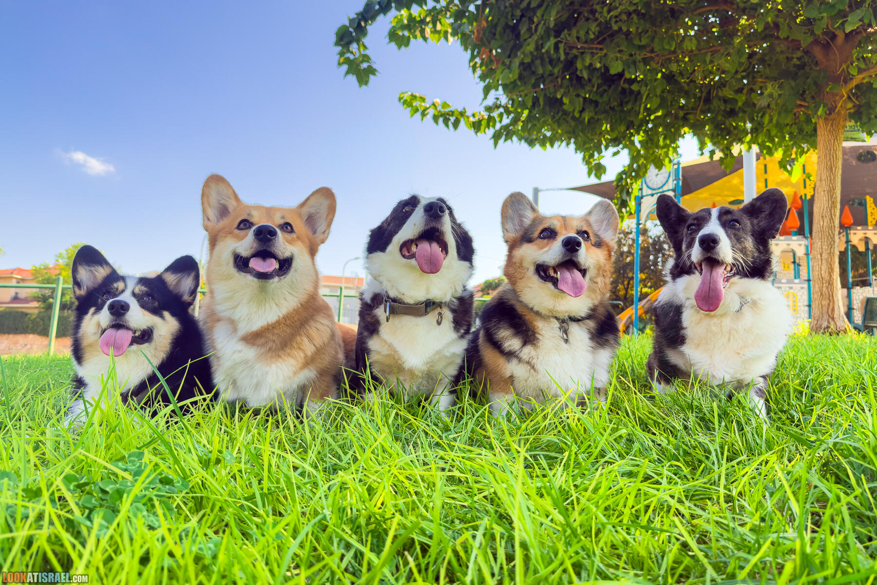 Питомник Welsh Corgi Sababa Shire