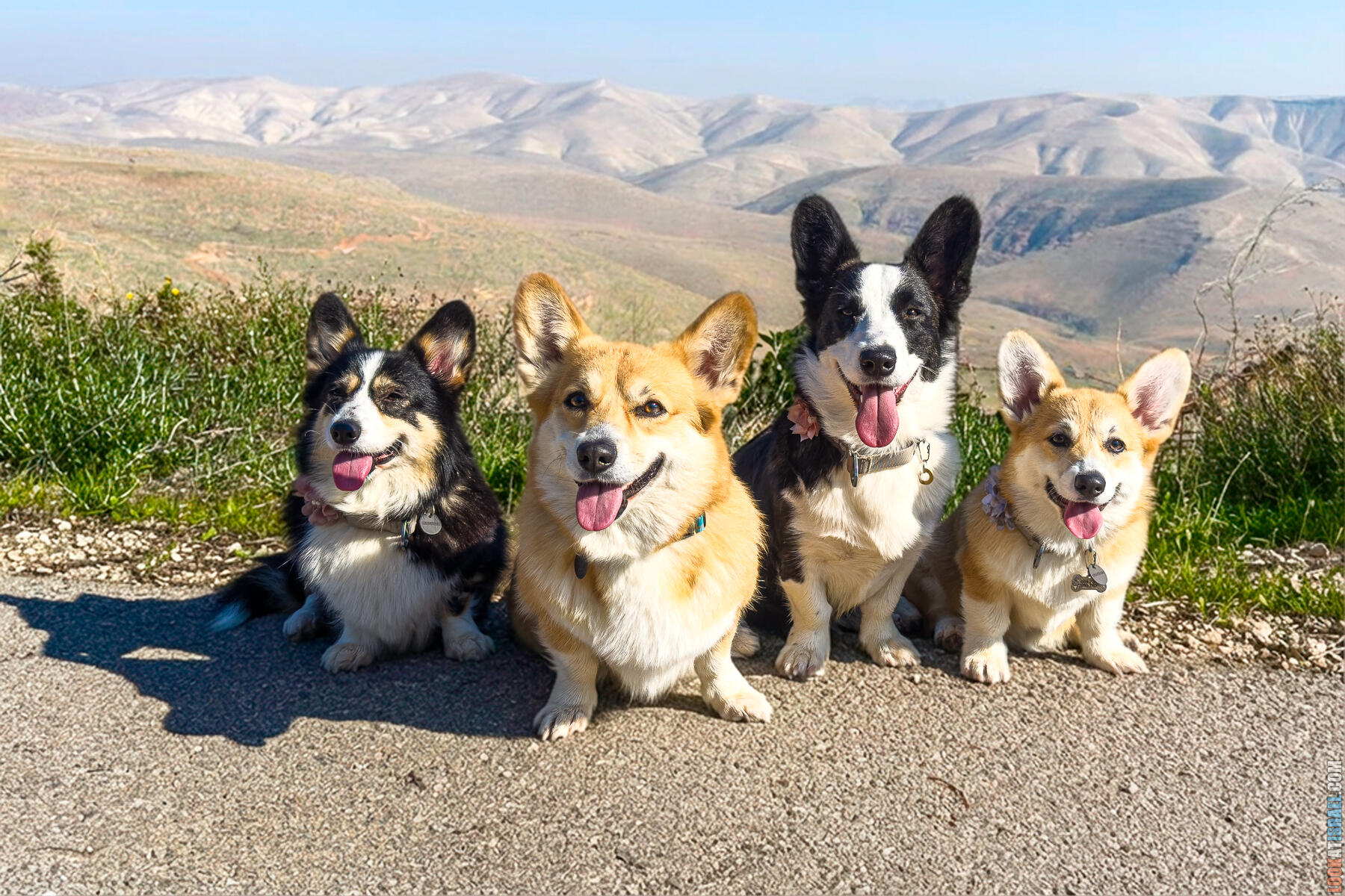 Holy Paws Corgis