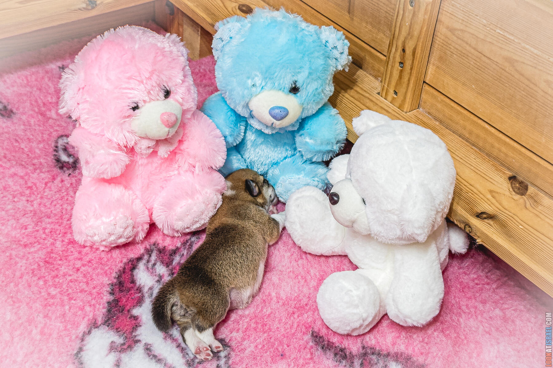 Sababa Shire Lonely Lady Trinity - Уна - корги пемброк