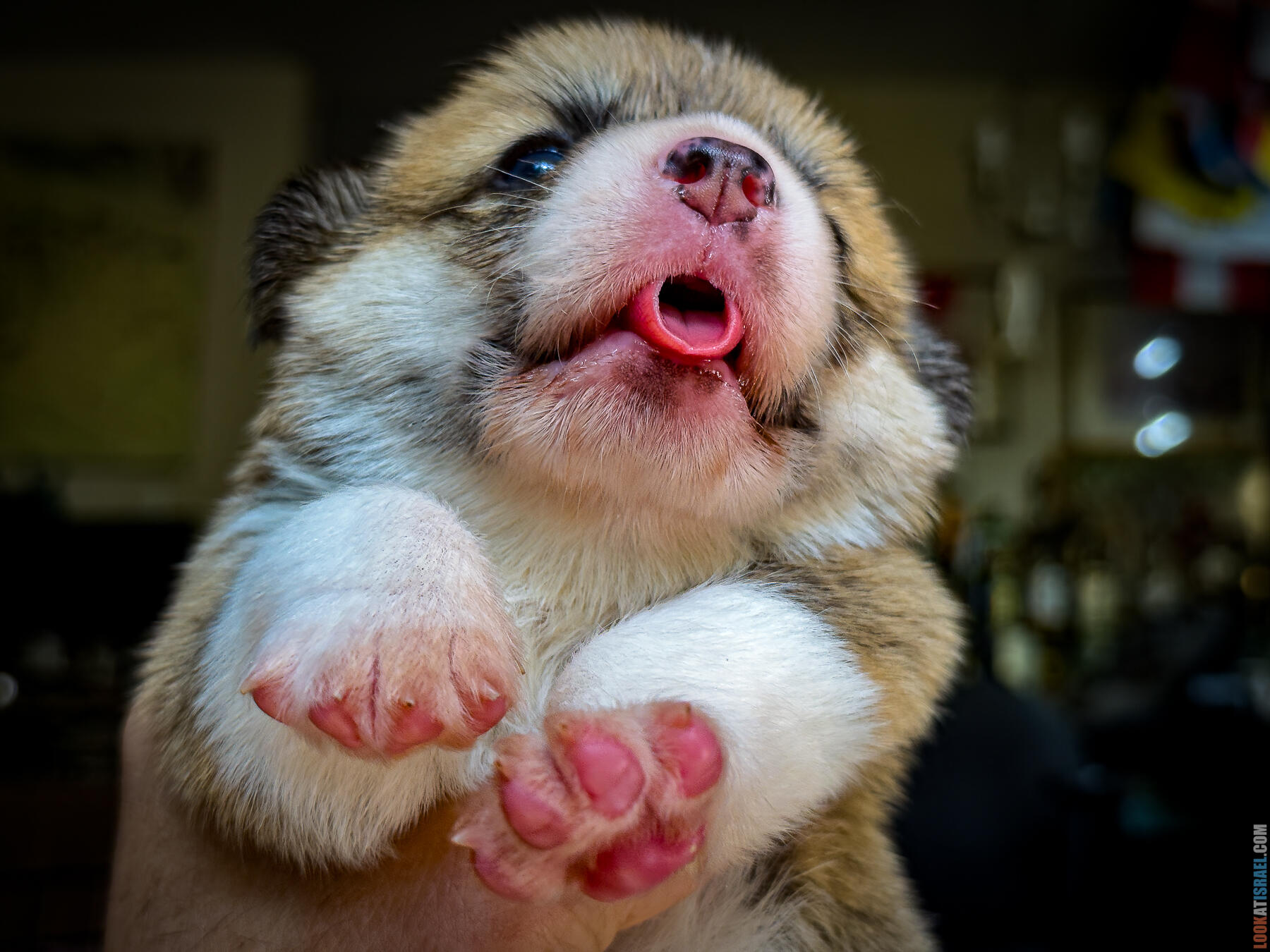 Sababa Shire Lonely Lady Trinity - Уна - корги пемброк - Неделя 3