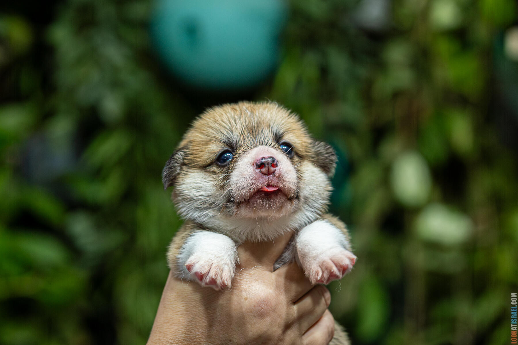 Корги Уна - неделя 4