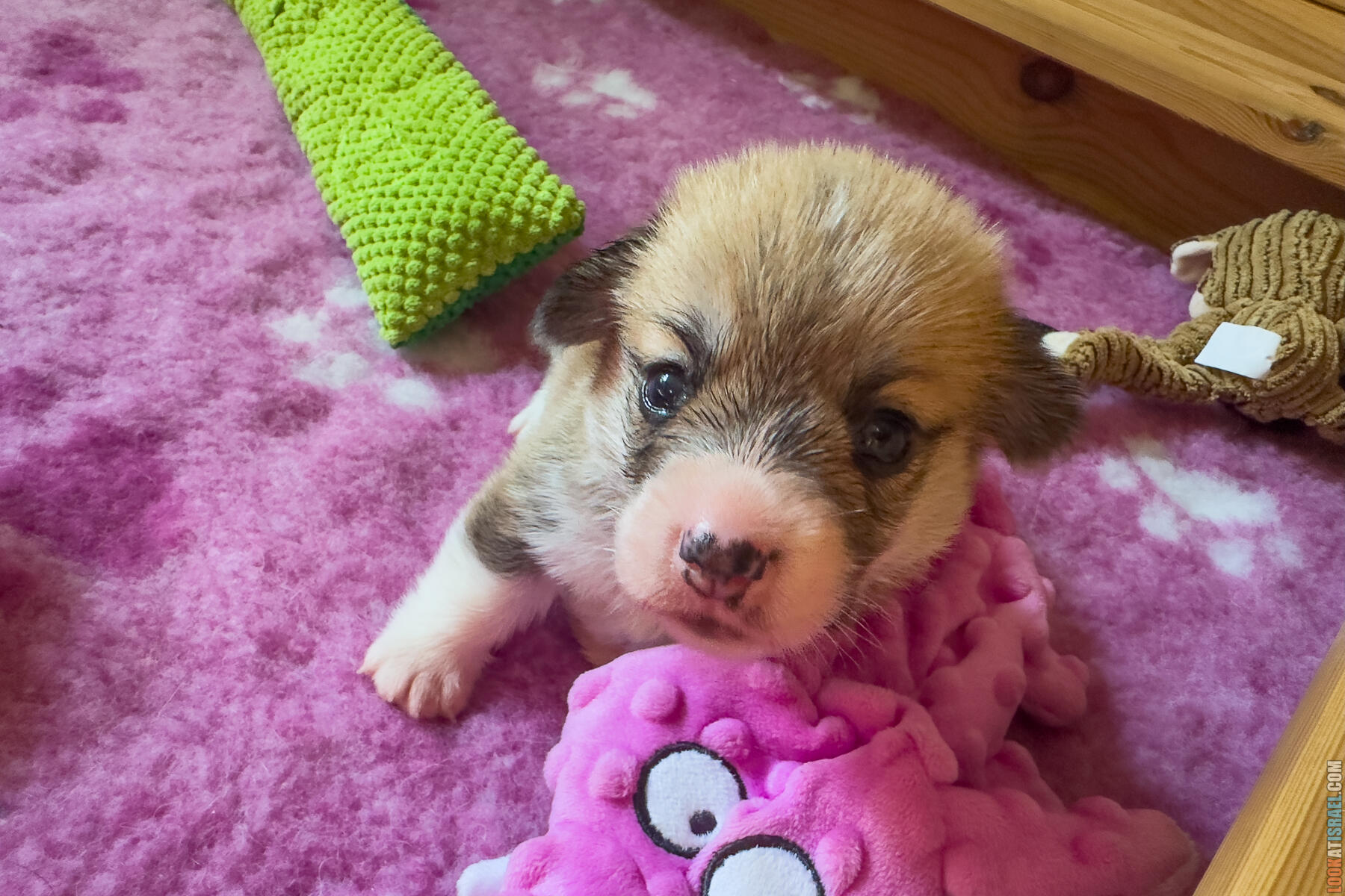 Корги Уна - неделя 4