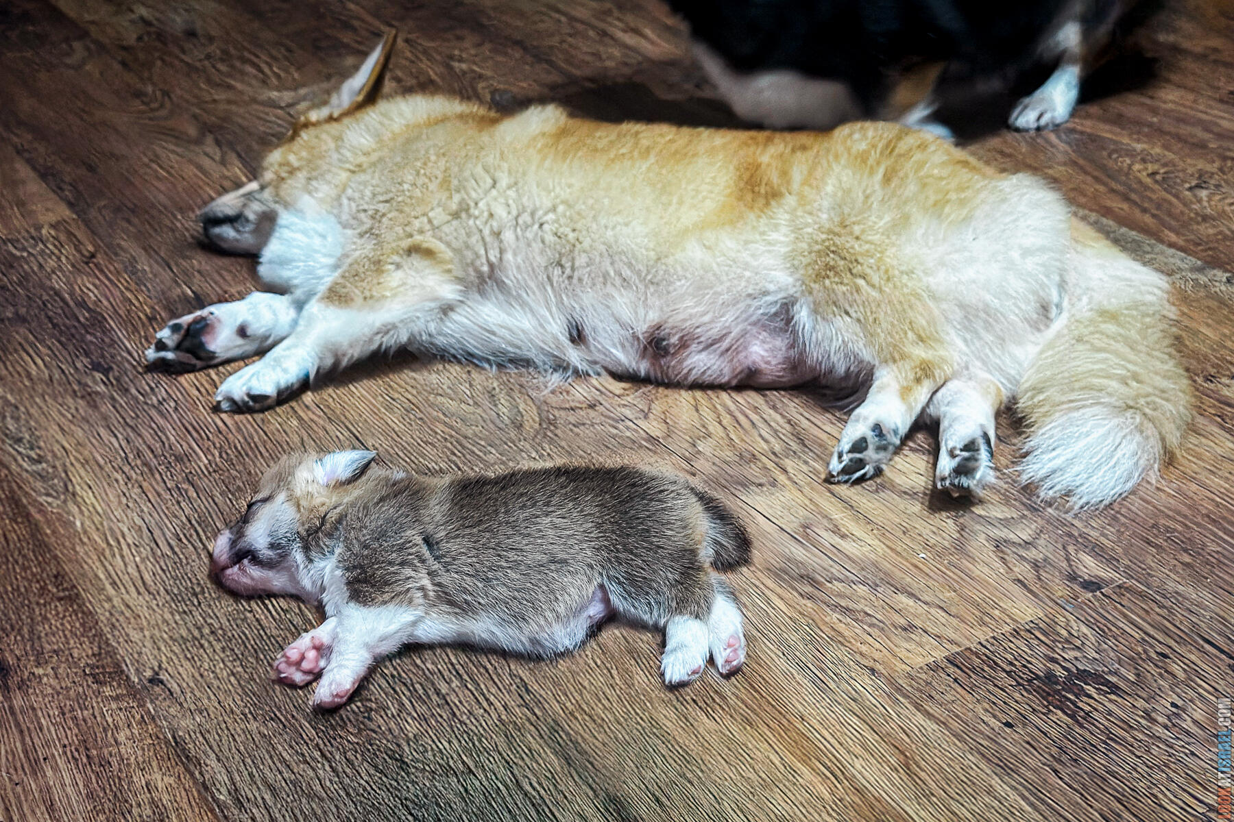 Корги Уна - неделя 4