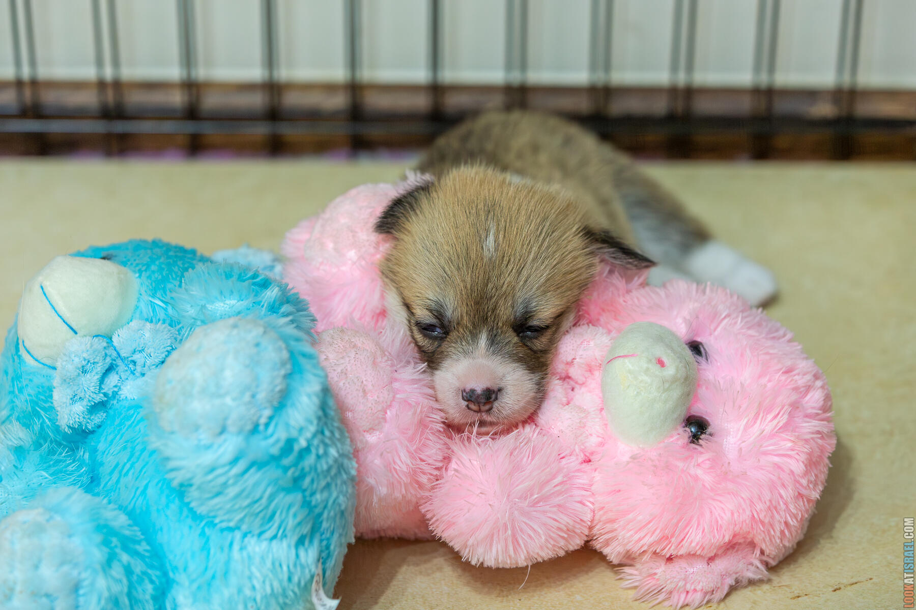 Корги Уна - неделя 4